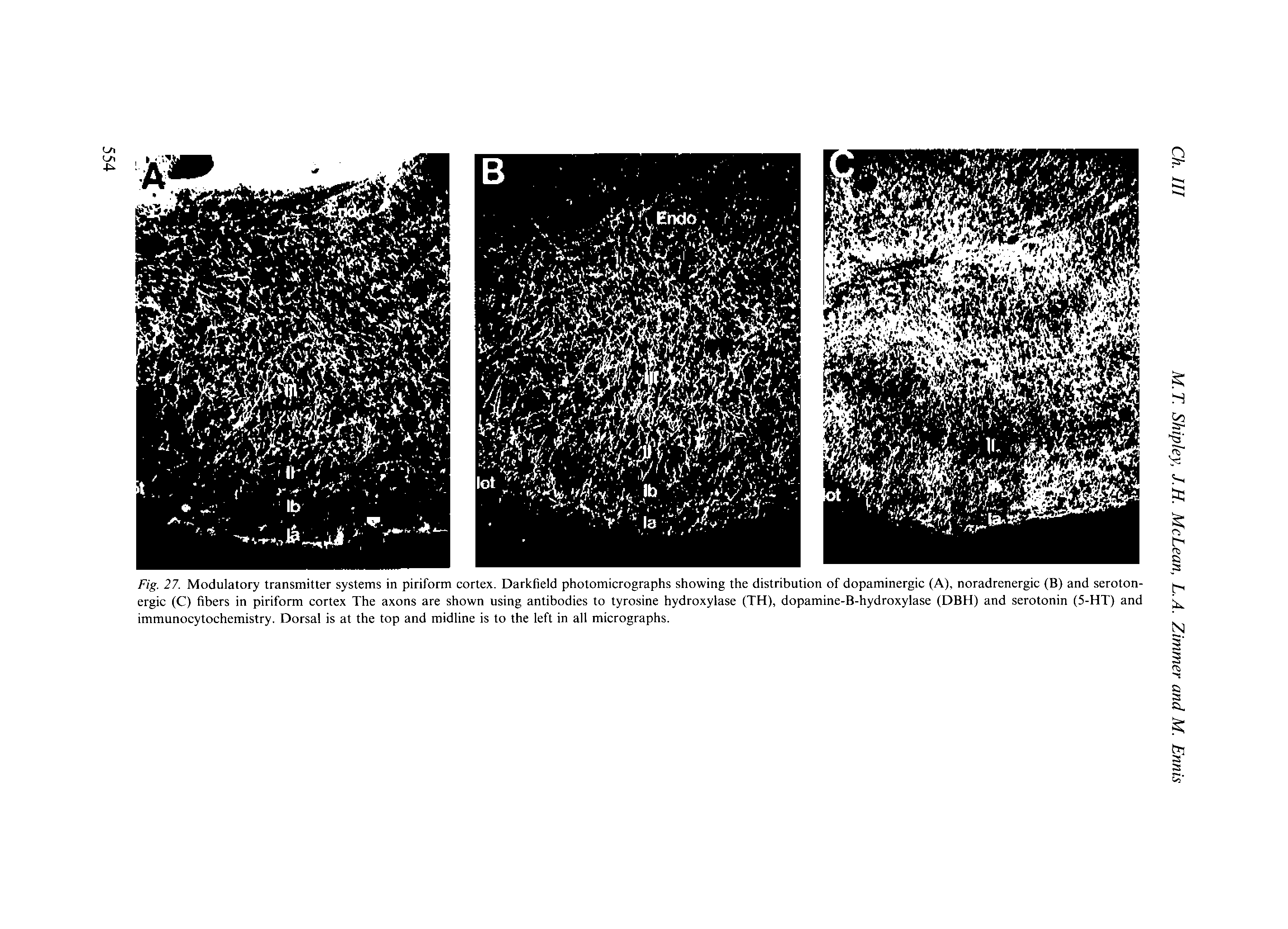 Fig. 27. Modulatory transmitter systems in piriform cortex. Darkfield photomicrographs showing the distribution of dopaminergic (A), noradrenergic (B) and serotonergic (C) fibers in piriform cortex The axons are shown using antibodies to tyrosine hydroxylase (TH), dopamine-B-hydroxylase (DBH) and serotonin (5-HT) and immunocytochemistry. Dorsal is at the top and midline is to the left in all micrographs.