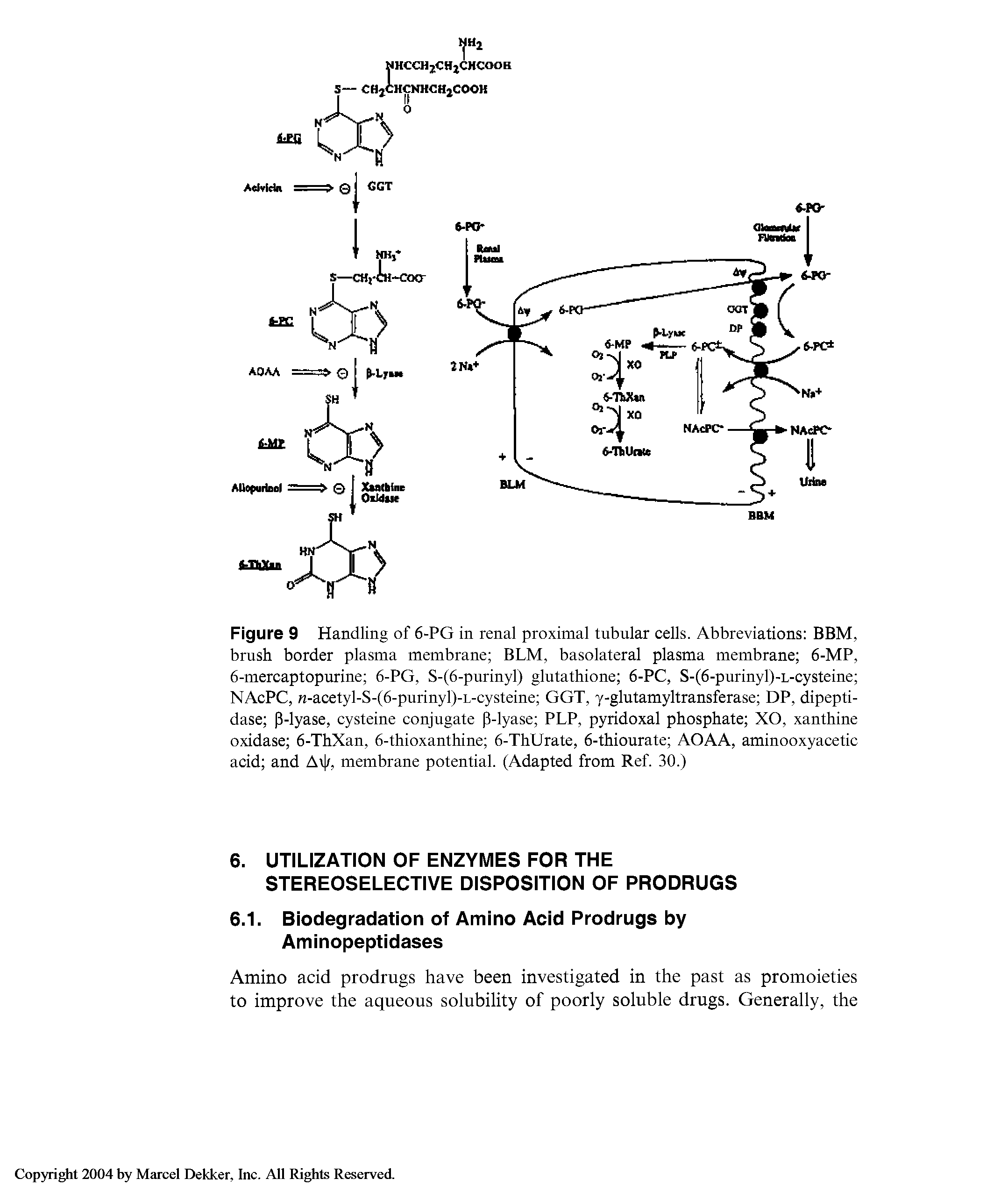 Figure 9 Handling of 6-PG in renal proximal tubular cells. Abbreviations BBM, brush border plasma membrane BLM, basolateral plasma membrane 6-MP, 6-mercaptopurine 6-PG, S-(6-purinyl) glutathione 6-PC, S-(6-purinyl)-L-cysteine NAcPC, w-acetyl-S-(6-purinyl)-L-cysteine GGT, y-glutamyltransferase DP, dipeptidase P-lyase, cysteine conjugate P-lyase PLP, pyridoxal phosphate XO, xanthine oxidase 6-ThXan, 6-thioxanthine 6-ThUrate, 6-thiourate AOAA, aminooxyacetic acid and Av /, membrane potential. (Adapted from Ref. 30.)...