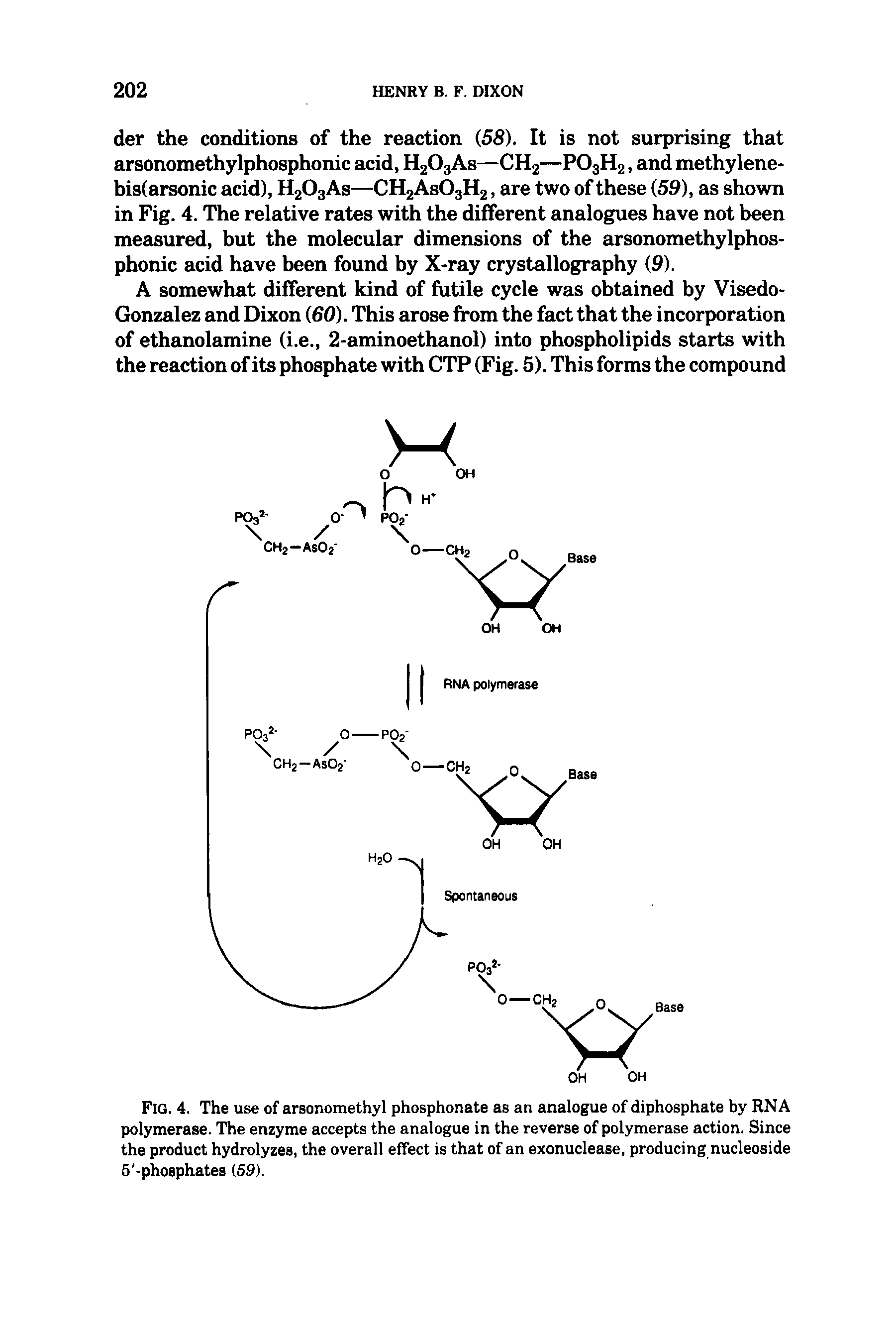 Fig. 4. The use of arsonomethyl phosphonate as an analogue of diphosphate by RNA polymerase. The enzyme accepts the analogue in the reverse of polymerase action. Since the product hydrolyzes, the overall effect is that of an exonuclease, producing nucleoside 5 -phosphates (59).