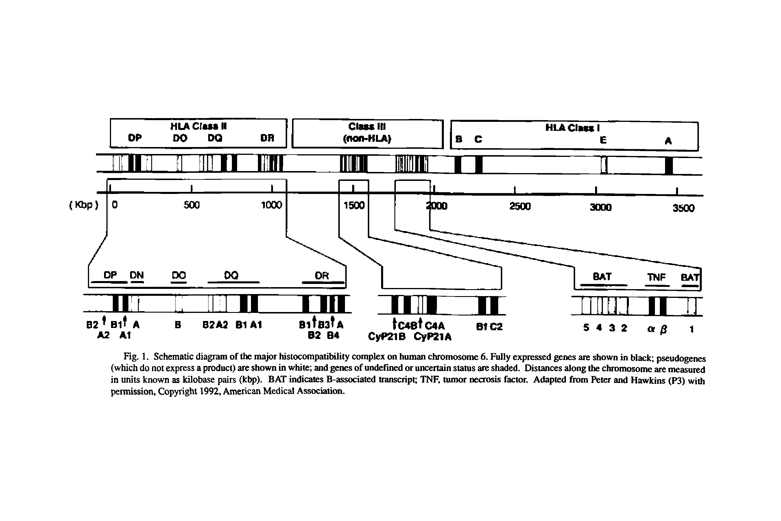 Fig. 1. Schematic diagram of the major histocompatibility complex on human chromosome 6. Fully expressed genes are shown in black pseudogenes (which do not express a product) are shown in white and genes of undefined or uncertain status are shaded. Distances along the chromosome are measured in units known as kilobase pairs (kbp). BAT indicates B-associated transcript TNF, tumor necrosis factor. Adapted fiom Peter and Hawkins (P3) with permission, Copyright 1992, American Medical Association.