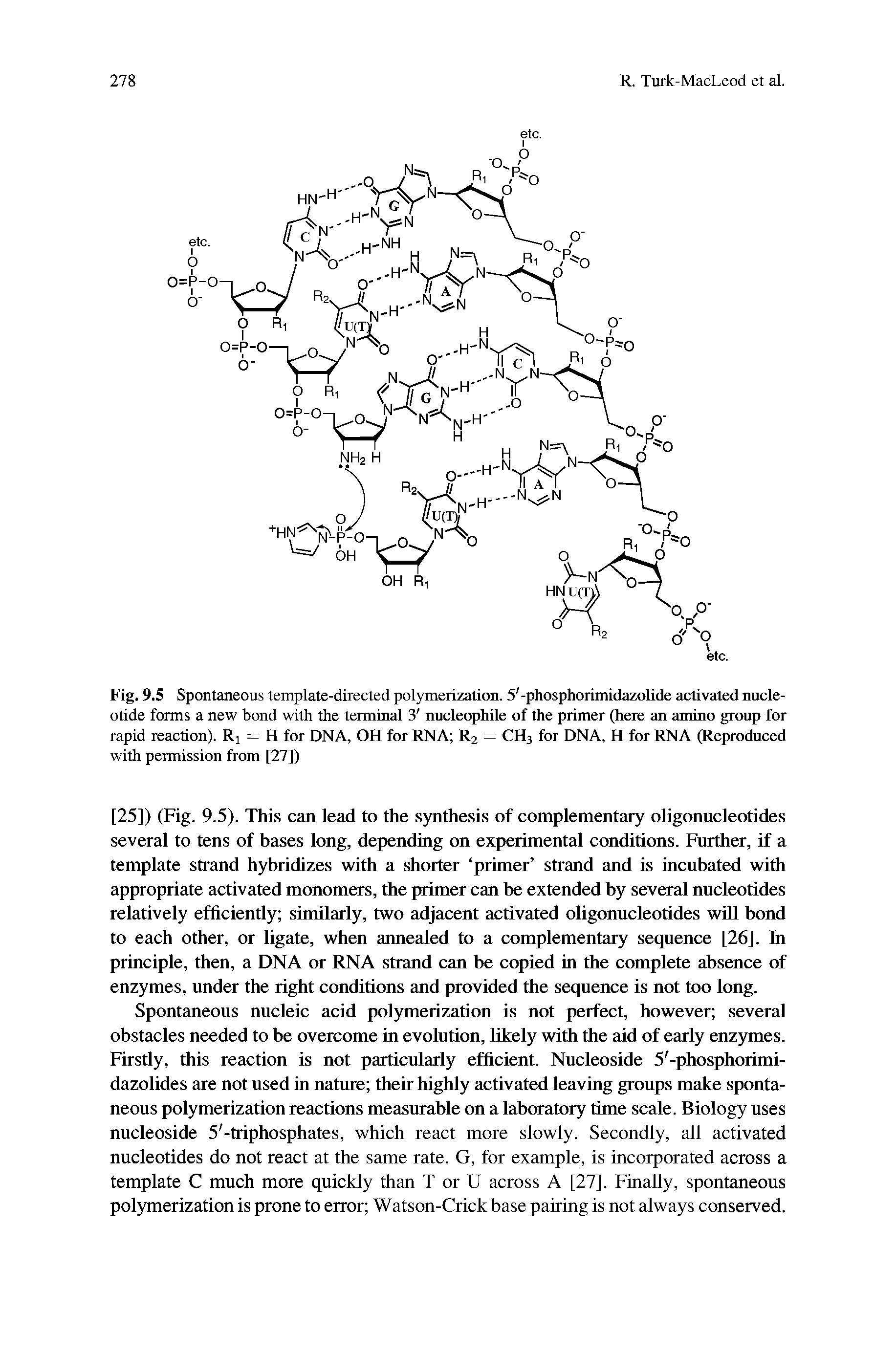 Fig. 9.5 Spontaneous template-directed polymerization. 5 -phosphorimidazolide activated nucleotide forms a new bond with the terminal 3 nucleophile of the primer (here an amino group for rapid reaction). Rj = H for DNA, OH for RNA R2 = CH3 for DNA, H for RNA (Reproduced with permission from [27])...