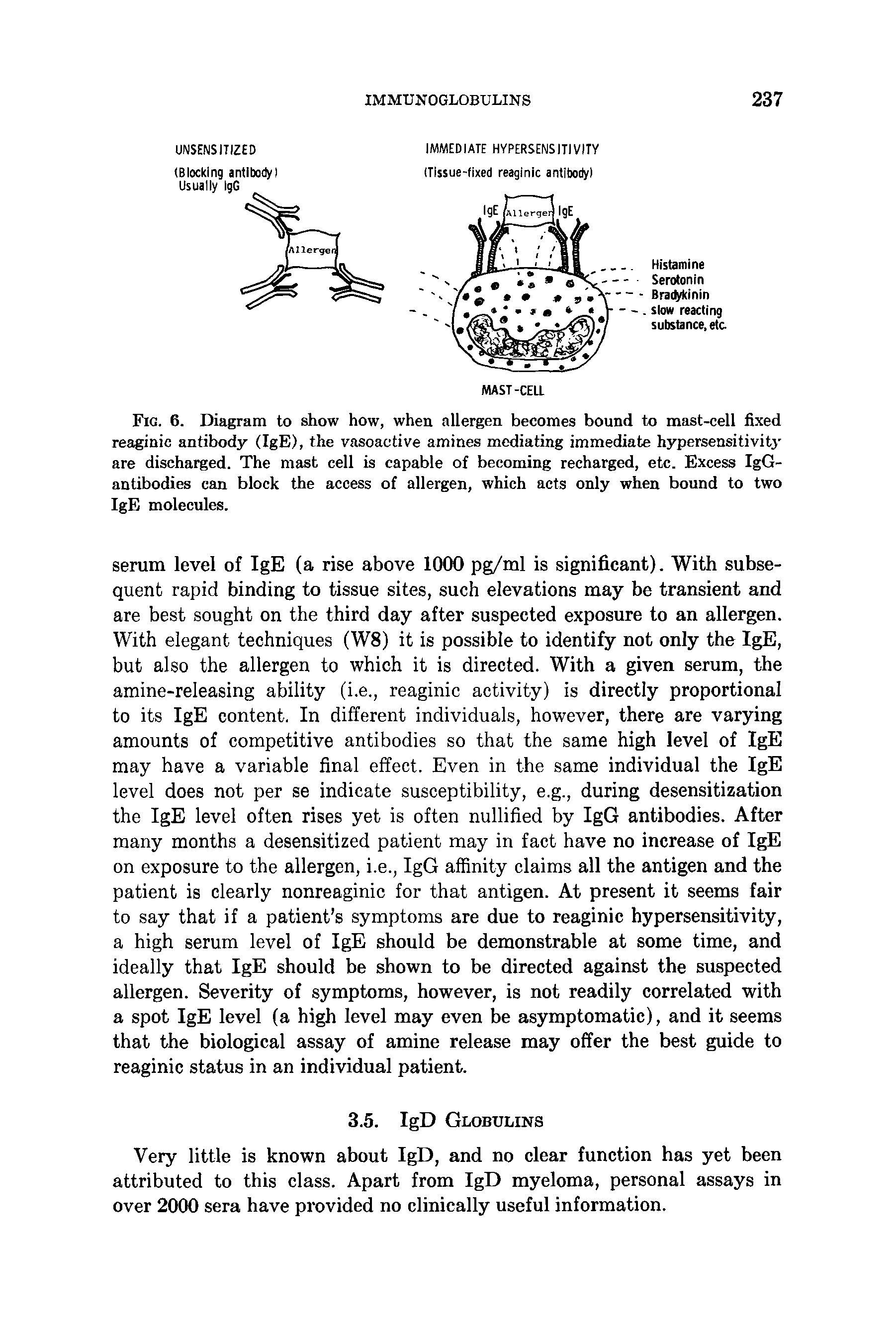 Fig. 6. Diagram to show how, when allergen becomes bound to mast-cell fixed reaginic antibody (IgE), the vasoactive amines mediating immediate hypersensitivity are discharged. The mast cell is capable of becoming recharged, etc. Excess IgG-antibodies can block the access of allergen, which acts only when bound to two IgE molecules.