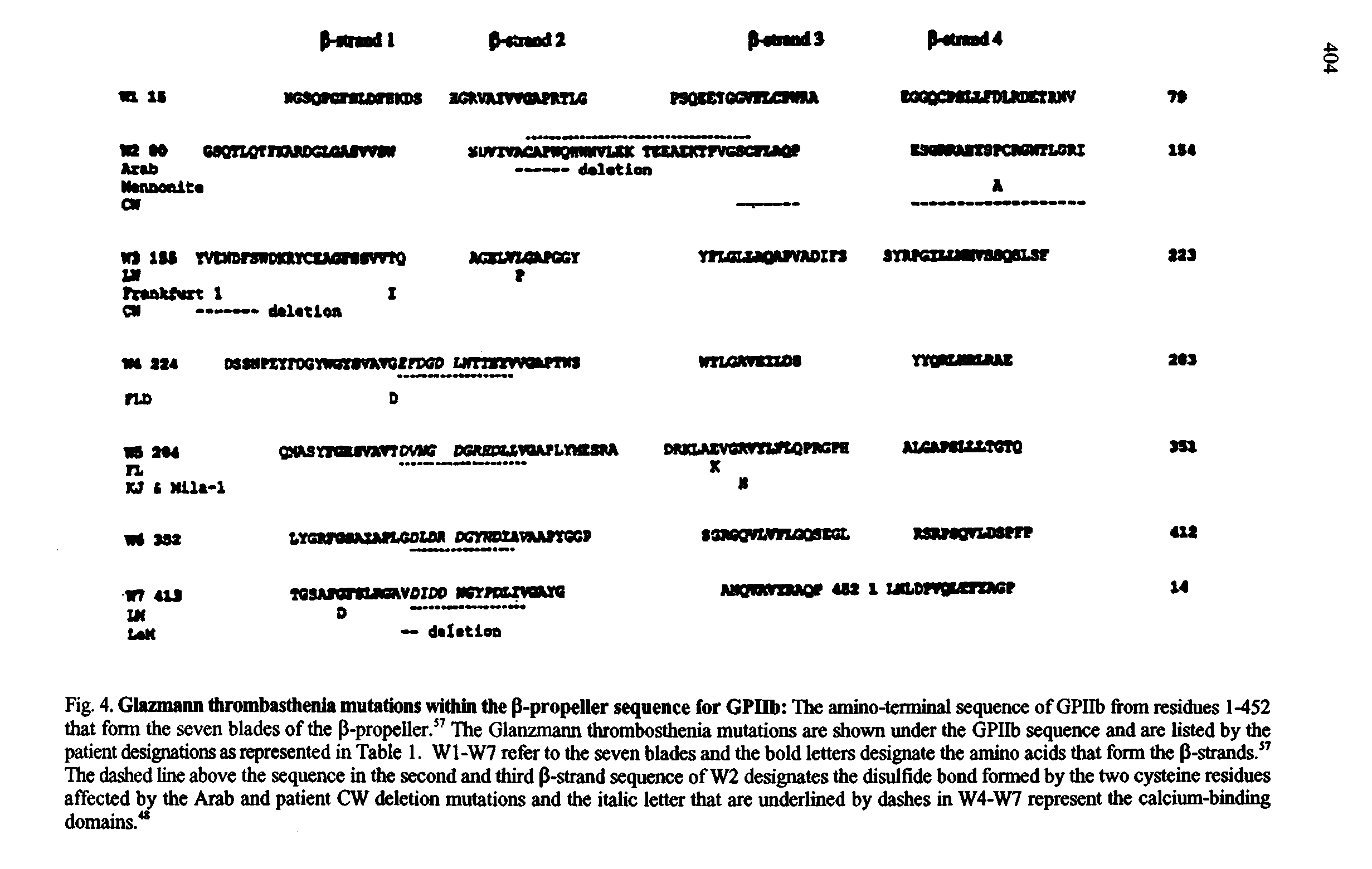 Fig. 4. Glazmann thrombasdienia mutations within the P-propeller sequence for GPIIb The amino-terminal sequence of GPIIb from residues 1-452 that form the seven blades of the p-propeller. The Glanzmann thrombosthenia mutations are shown under the GPIIb sequence and are listed by the patient designations as represented in Table 1. W1-W7 refer to the seven blades and the bold letters designate the amino acids that form the P-strands. The dashed line above the sequence in the second and third P-strand sequence of W2 designates the disulfide bond formed by the two cysteine residues affected by the Arab and patient CW deletion mutations and the italic letter that are underlined by dashes in W4-W7 represent the calcium-binding domains. ...