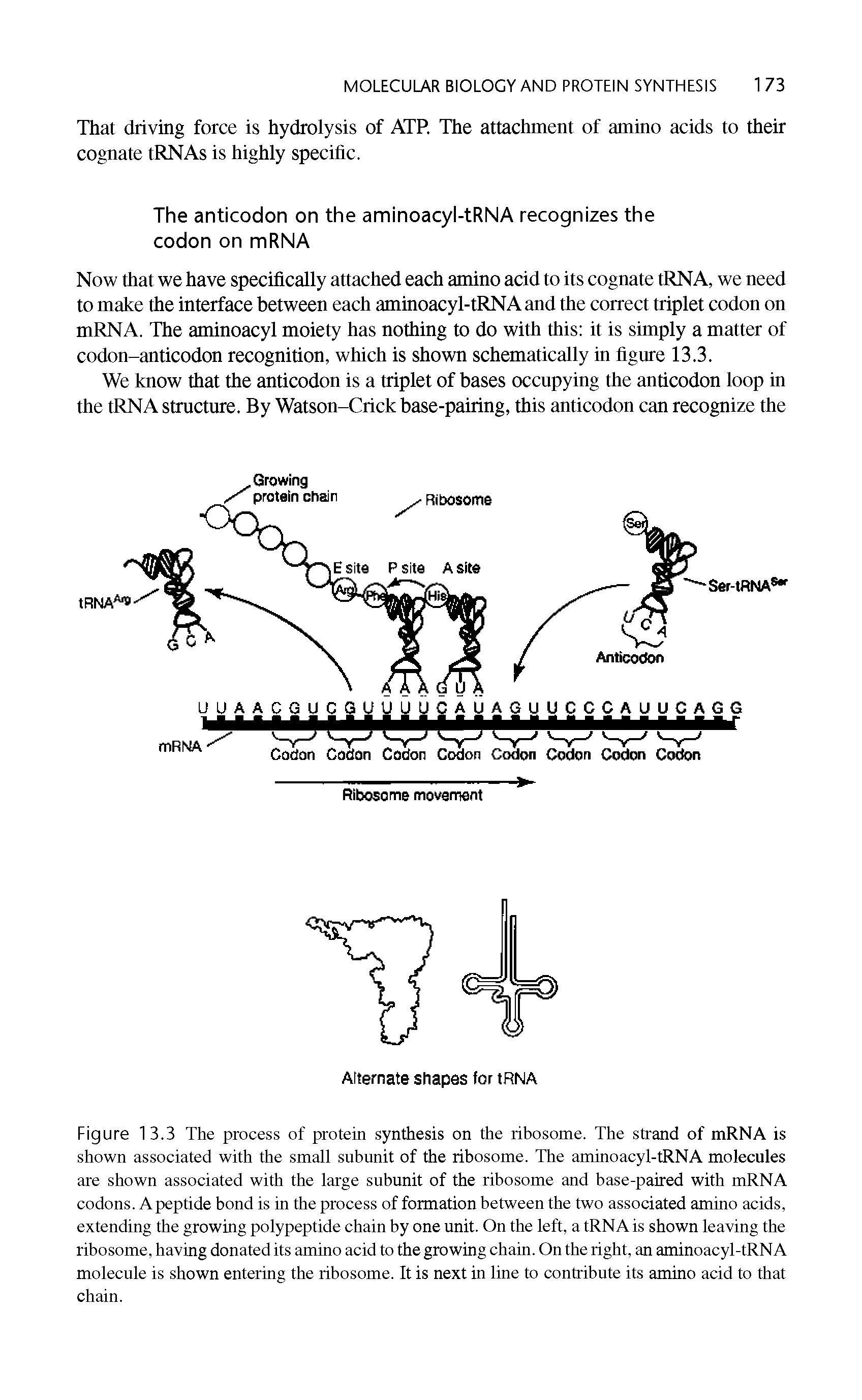 Figure 13.3 The process of protein synthesis on the ribosome. The strand of mRNA is shown associated with the small subunit of the ribosome. The aminoacyl-tRNA molecules are shown associated with the large subunit of the ribosome and base-paired with mRNA codons. A peptide bond is in the process of formation between the two associated amino acids, extending the growing polypeptide chain by one unit. On the left, a tRNA is shown leaving the ribosome, having donated its amino acid to the growing chain. On the right, an aminoacyl-tRNA molecule is shown entering the ribosome. It is next in line to contribute its amino acid to that chain.