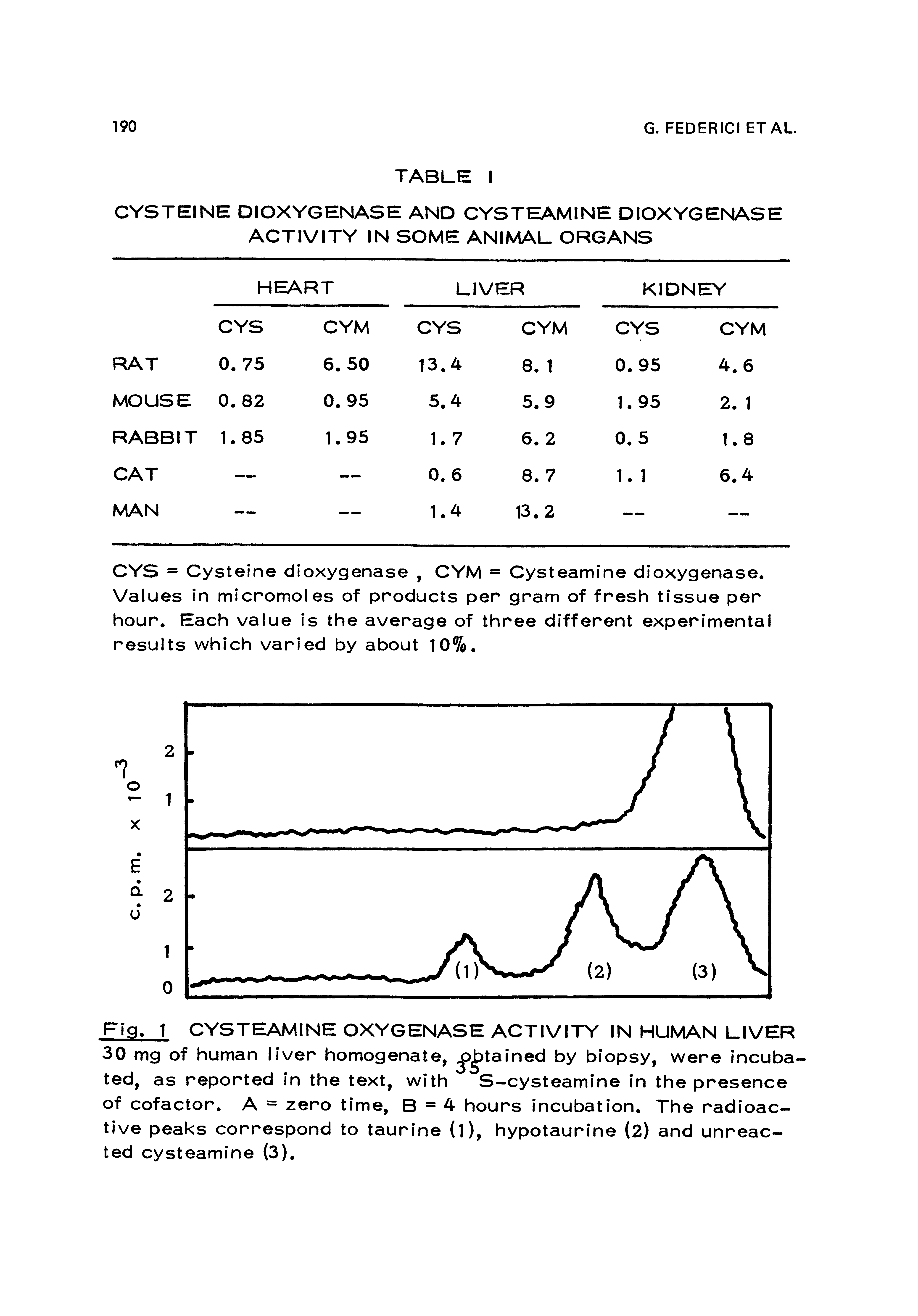 Fig. 1 CYSTEAMINE OXYGENASE ACTIVITY IN HUMAN LIVER 30 mg of human liver homogenate, j> tained by biopsy, were incubated, as reported in the text, with S-cysteamine in the presence of cofactor. A = zero time, B = 4 hours incubation. The radioactive peaks correspond to taurine (l), hypotaurine (2) and unreacted cysteamine (3).