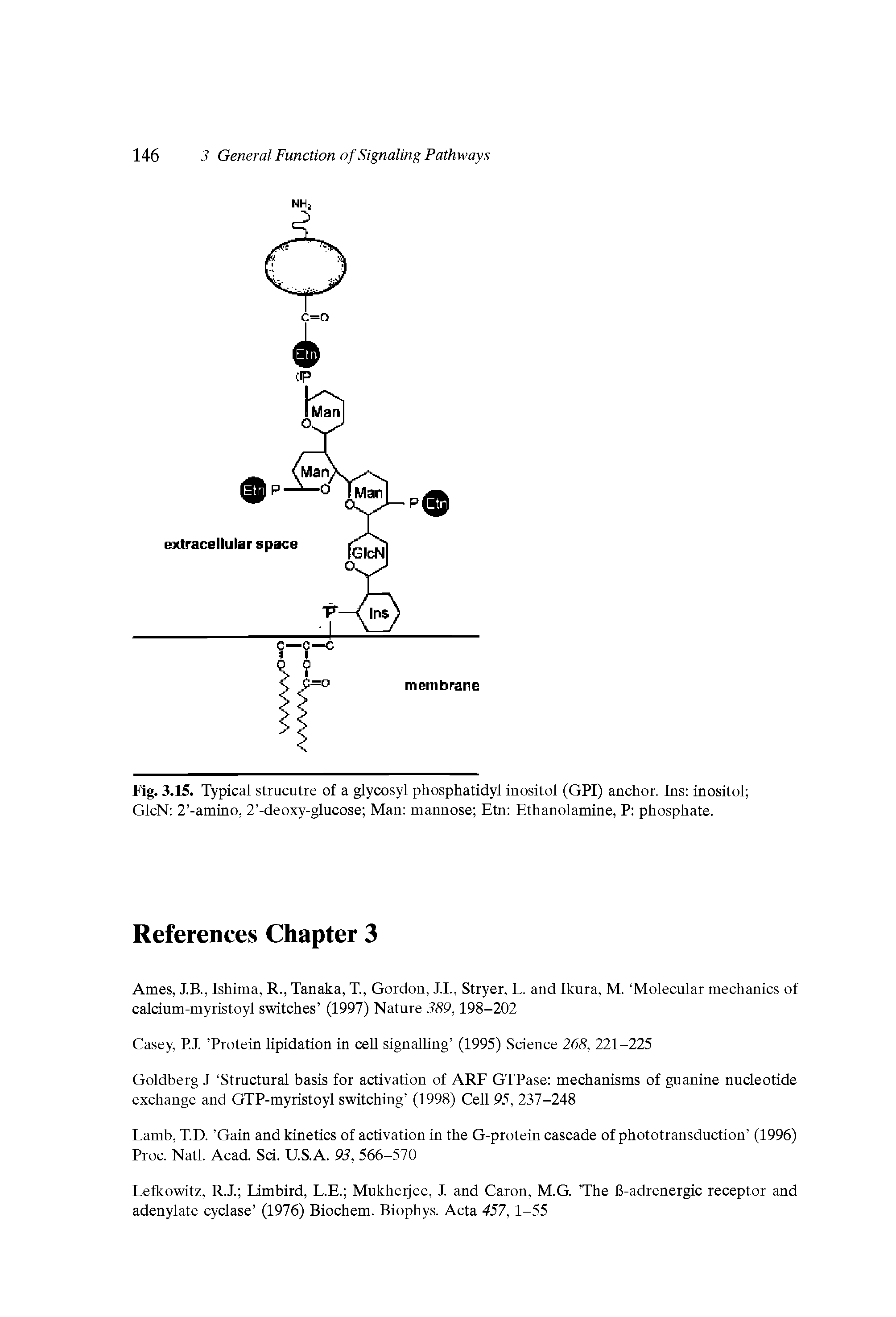 Fig. 3.15. Typical strucutre of a glycosyl phosphatidyl inositol (GPI) anchor. Ins inositol GlcN 2 -amino, 2 -deoxy-glucose Man mannose Etn Ethanolamine, P phosphate.