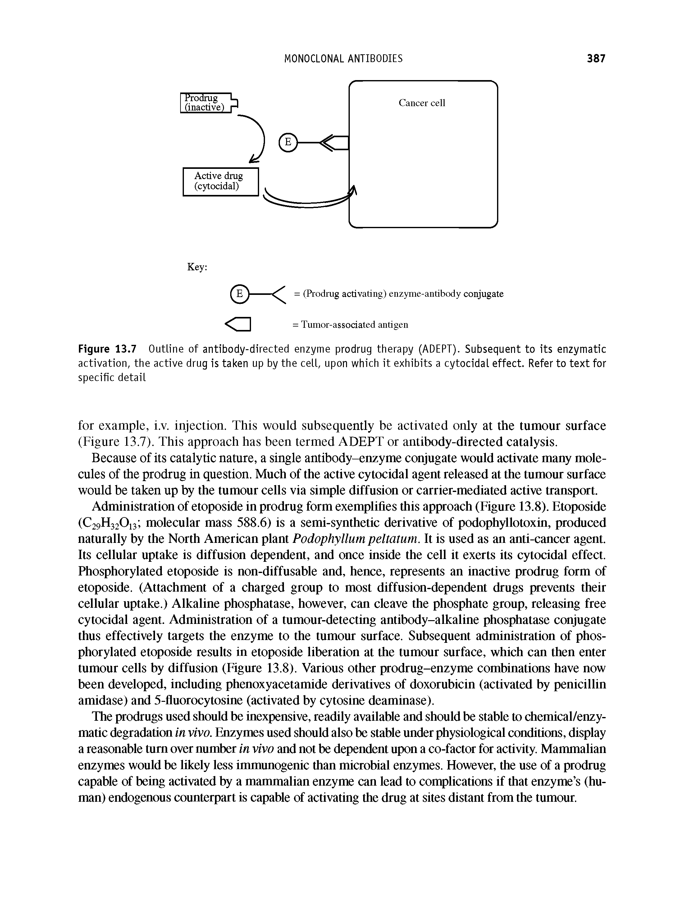 Figure 13.7 Outline of antibody-directed enzyme prodrug therapy (ADEPT). Subsequent to its enzymatic activation, the active drug is taken up by the cell, upon which it exhibits a cytocidal effect. Refer to text for specific detail...