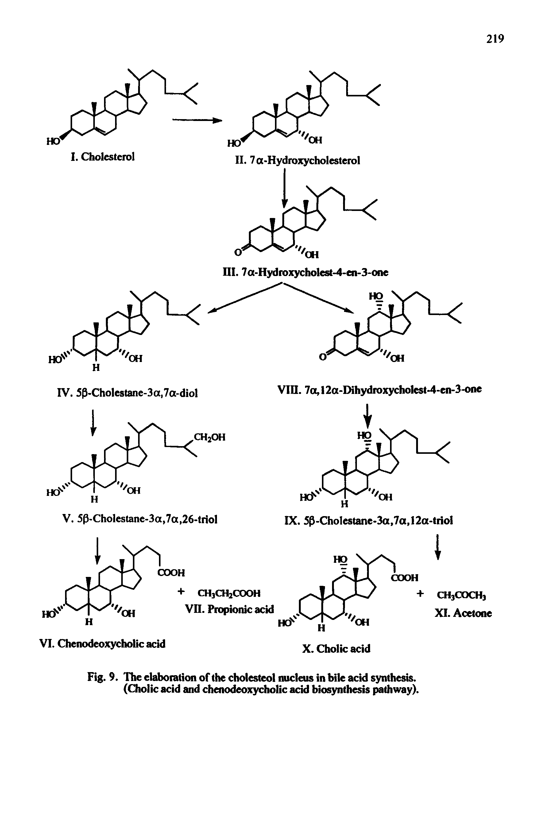 Fig. 9. The elaboration of the cholesteol nucleus in bile acid synthesis. (Cholic acid and chenodeoxycholic acid biosynthesis pathway).