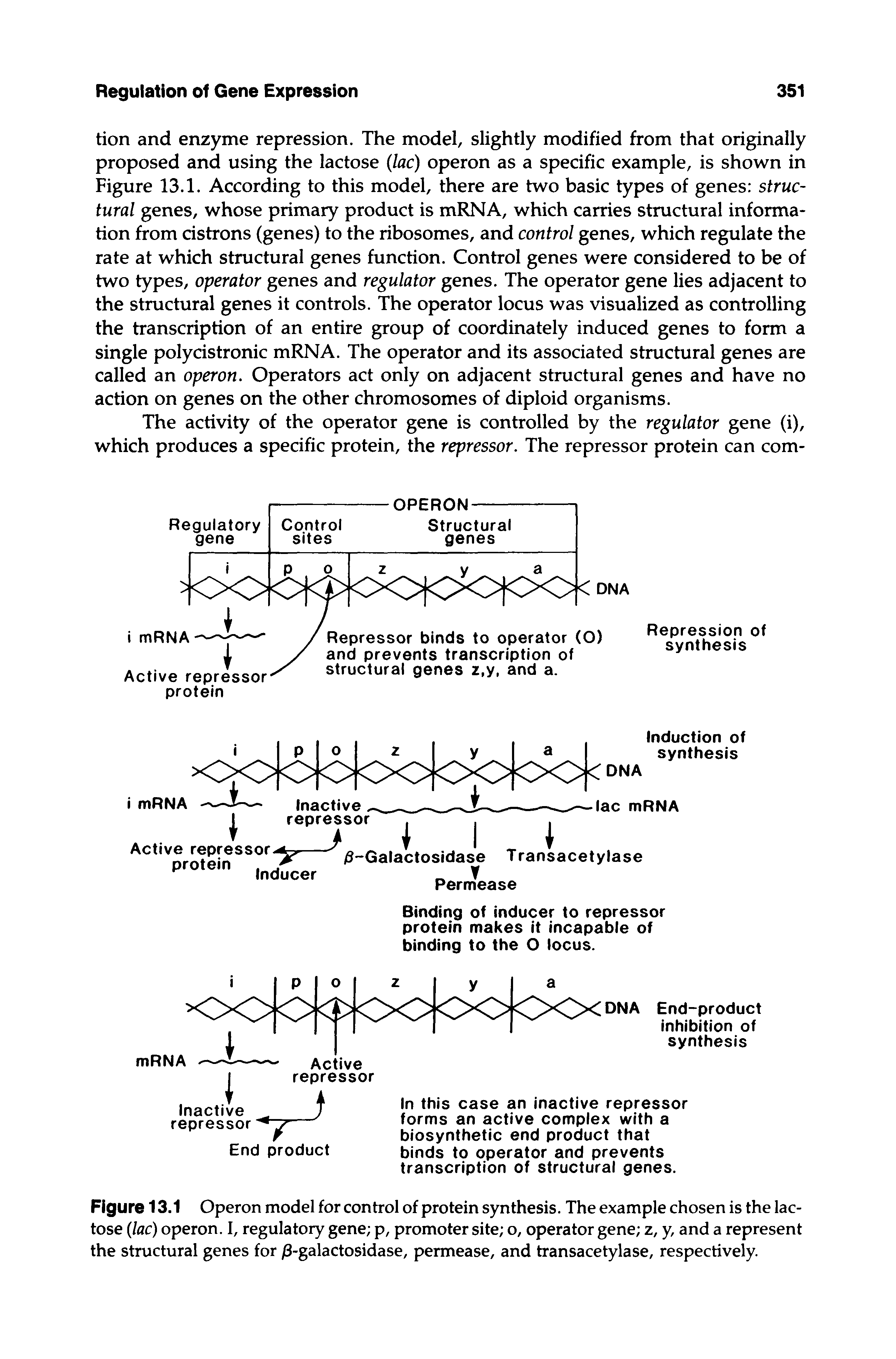 Figure 13.1 Operon model for control of protein synthesis. The example chosen is the lactose (lac) operon. I, regulatory gene p, promoter site o, operator gene z, y, and a represent the structural genes for j8-galactosidase, permease, and transacetylase, respectively.