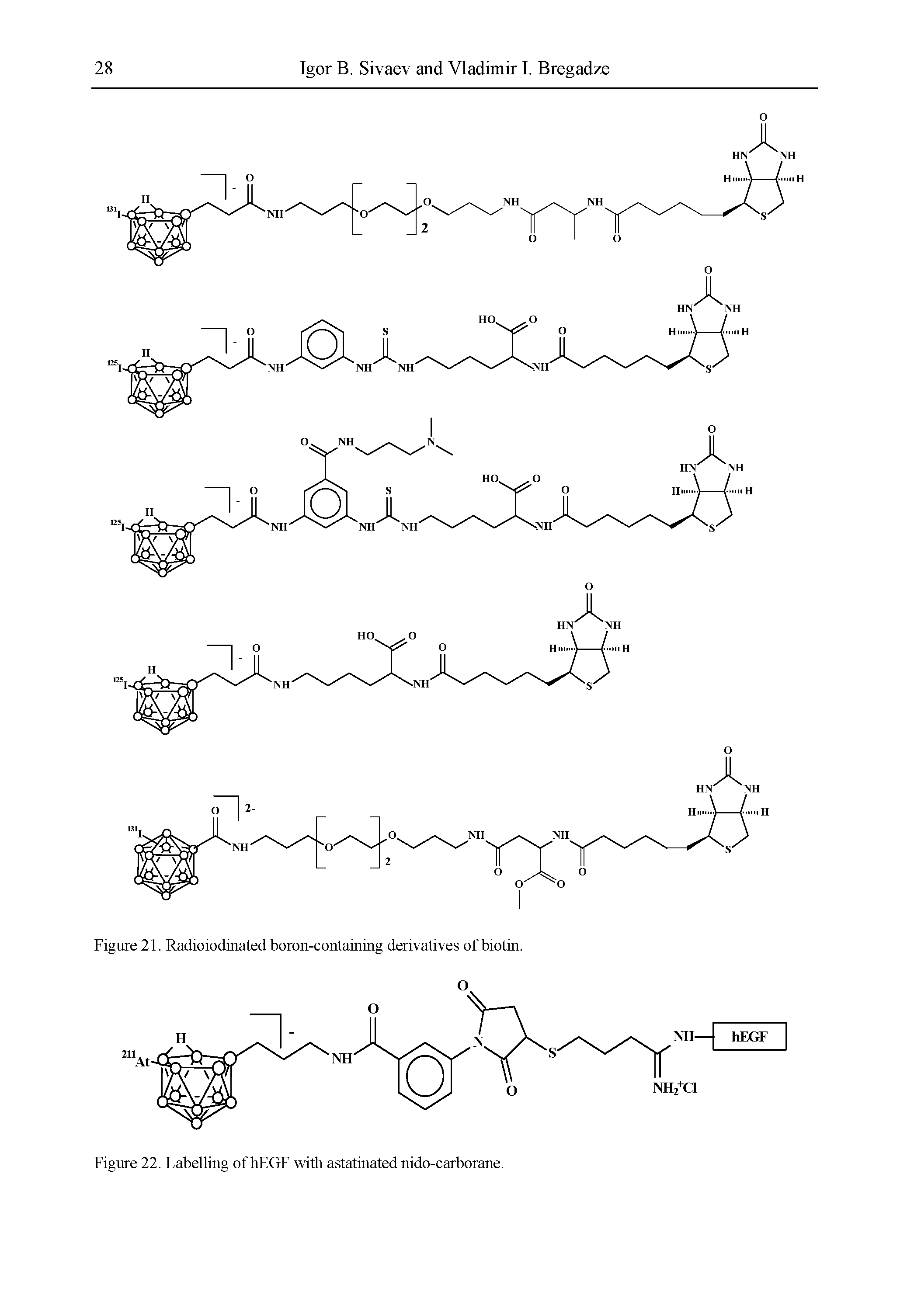 Figure 21. Radioiodinated boron-containing derivatives of biotin.