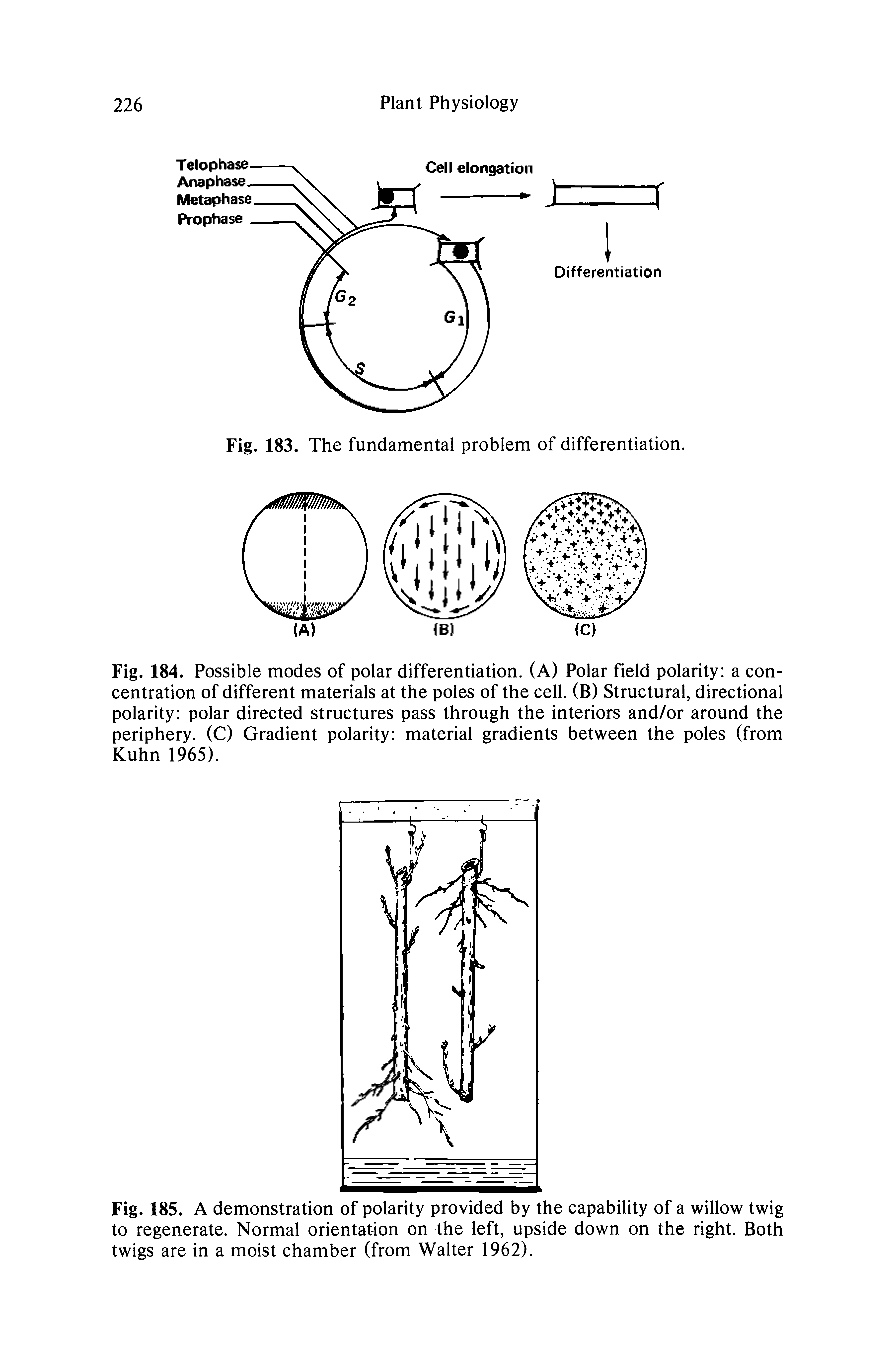 Fig. 184. Possible modes of polar differentiation. (A) Polar field polarity a concentration of different materials at the poles of the cell. (B) Structural, directional polarity polar directed structures pass through the interiors and/or around the periphery. (C) Gradient polarity material gradients between the poles (from Kuhn 1965).