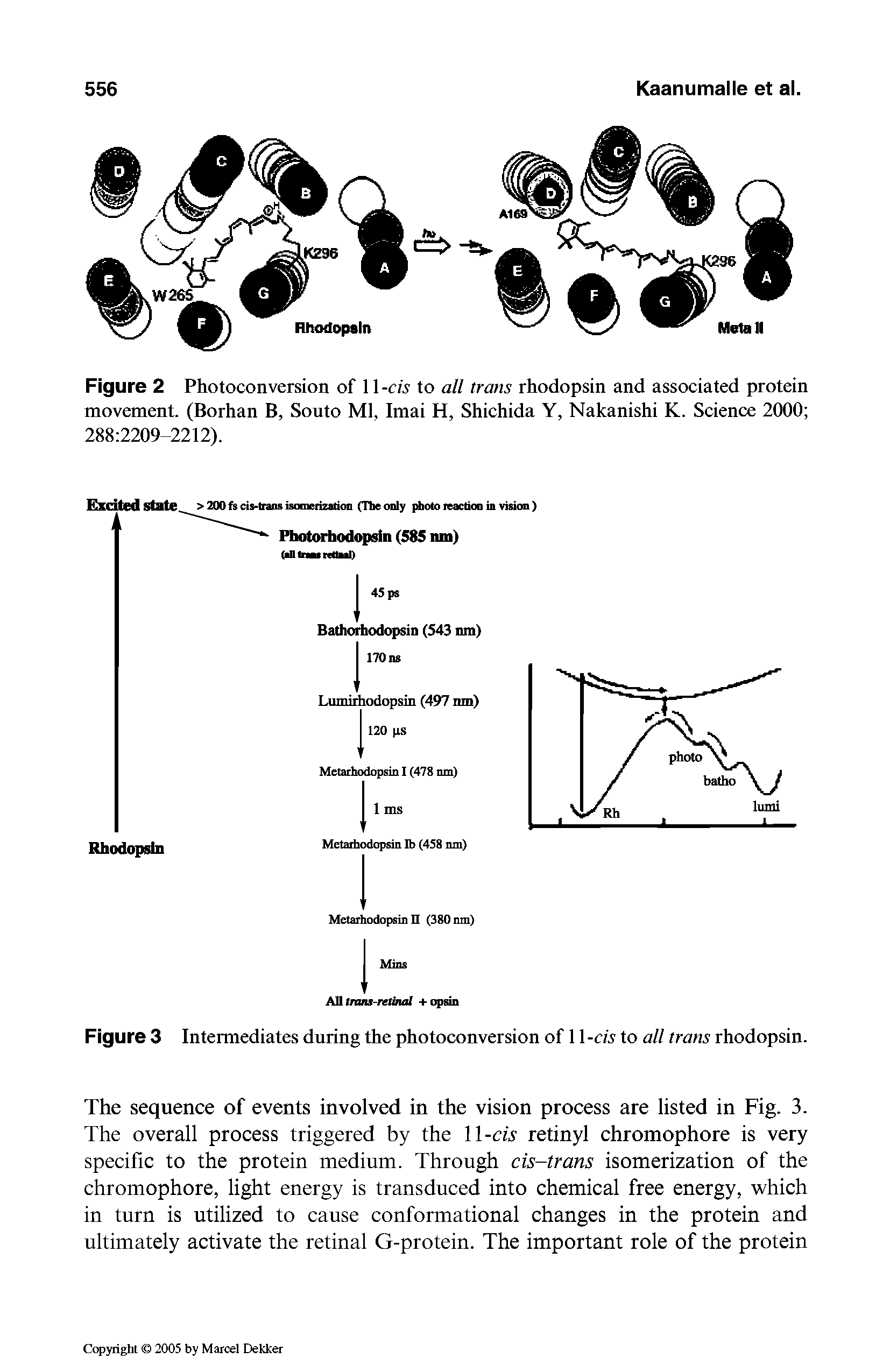 Figure 2 Photoconversion of 11 -cis to all trans rhodopsin and associated protein movement. (Borhan B, Souto Ml, Imai H, Shichida Y, Nakanishi K. Science 2000 288 2209-2212).