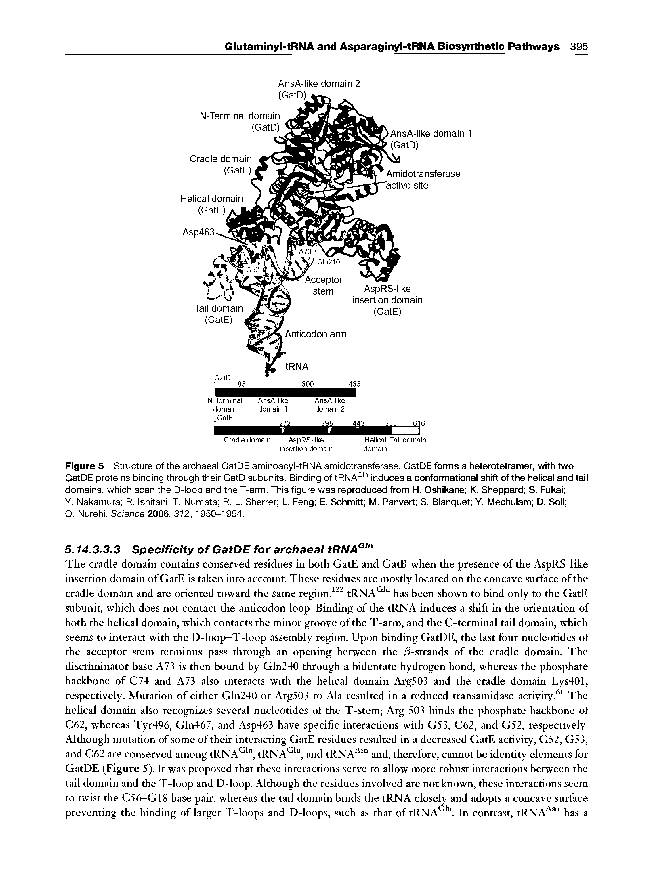 Figure 5 Structure of the archaeai GatDE aminoacyi-tRNA amidotransferase. GatDE forms a heterotetramer, with two GatDE proteins binding through their GatD subunits. Binding of tRNA° " induces a conformational shift of the helical and tail domains, which scan the D-ioop and the T-arm. This figure was reproduced from H. Oshikane K. Sheppard S. Fukai ...