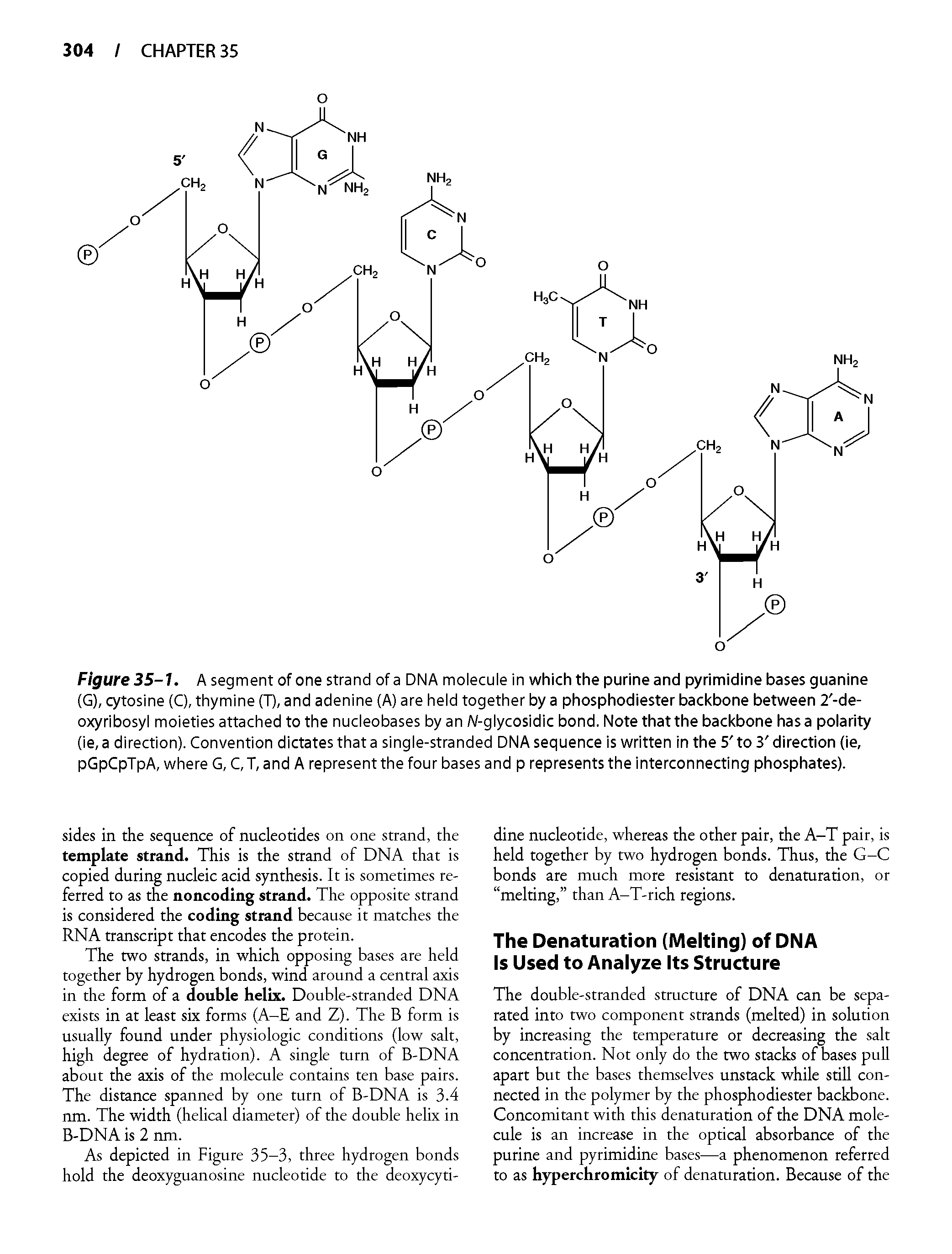 Figure 35-1. A segment of one strand of a DNA molecule in which the purine and pyrimidine bases guanine (G), cytosine (C), thymine (T), and adenine (A) are held together by a phosphodiester backbone between 2 -de-oxyribosyl moieties attached to the nucleobases by an W-glycosidic bond. Note that the backbone has a polarity (ie,a direction). Convention dictates that a single-stranded DNA sequence is written in the 5 to 3 direction (ie, pGpCpTpA, where G, C,T, and A represent the four bases and p represents the interconnecting phosphates).