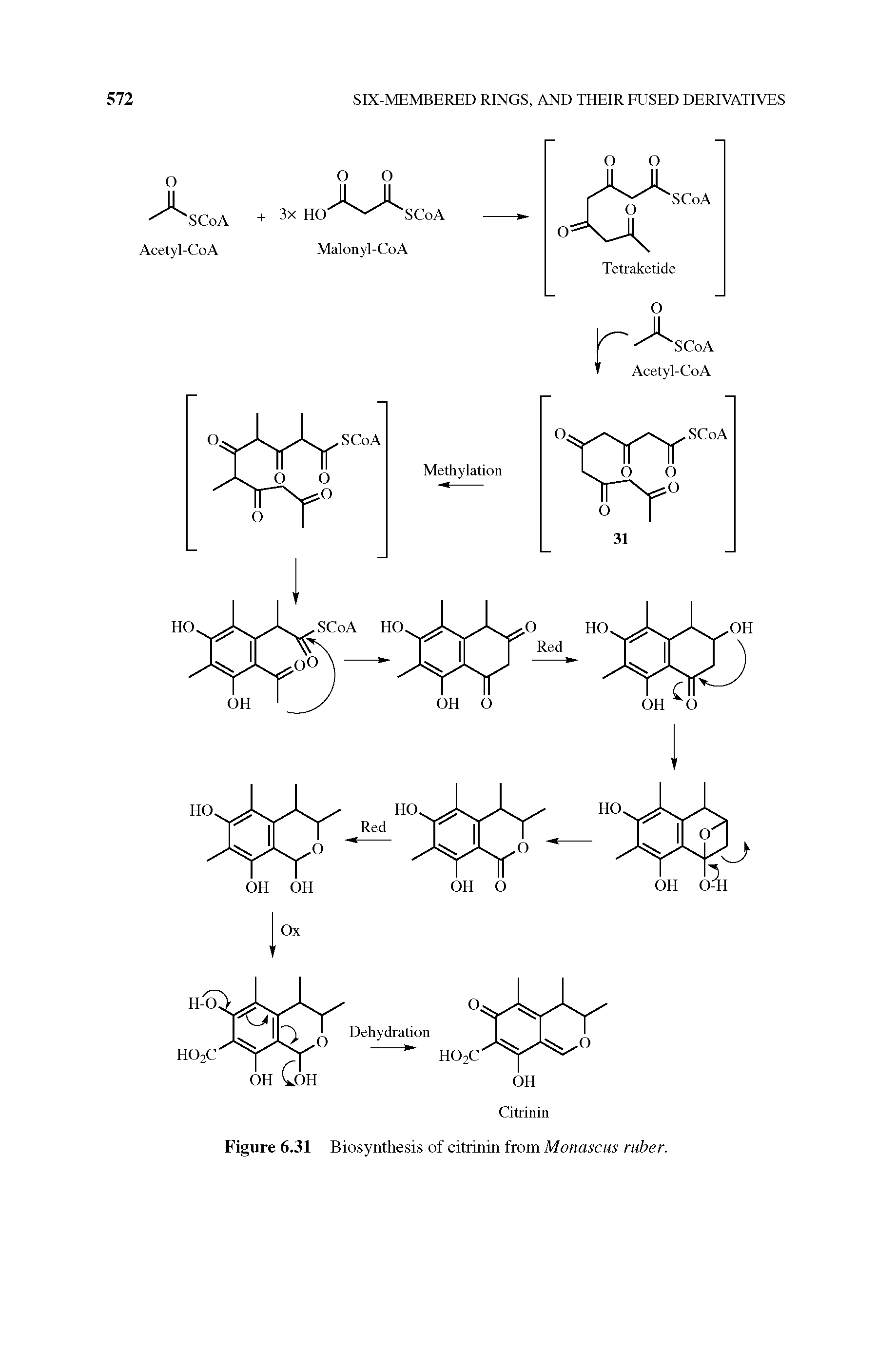Figure 6.31 Biosynthesis of citrinin from Monascus ruber.