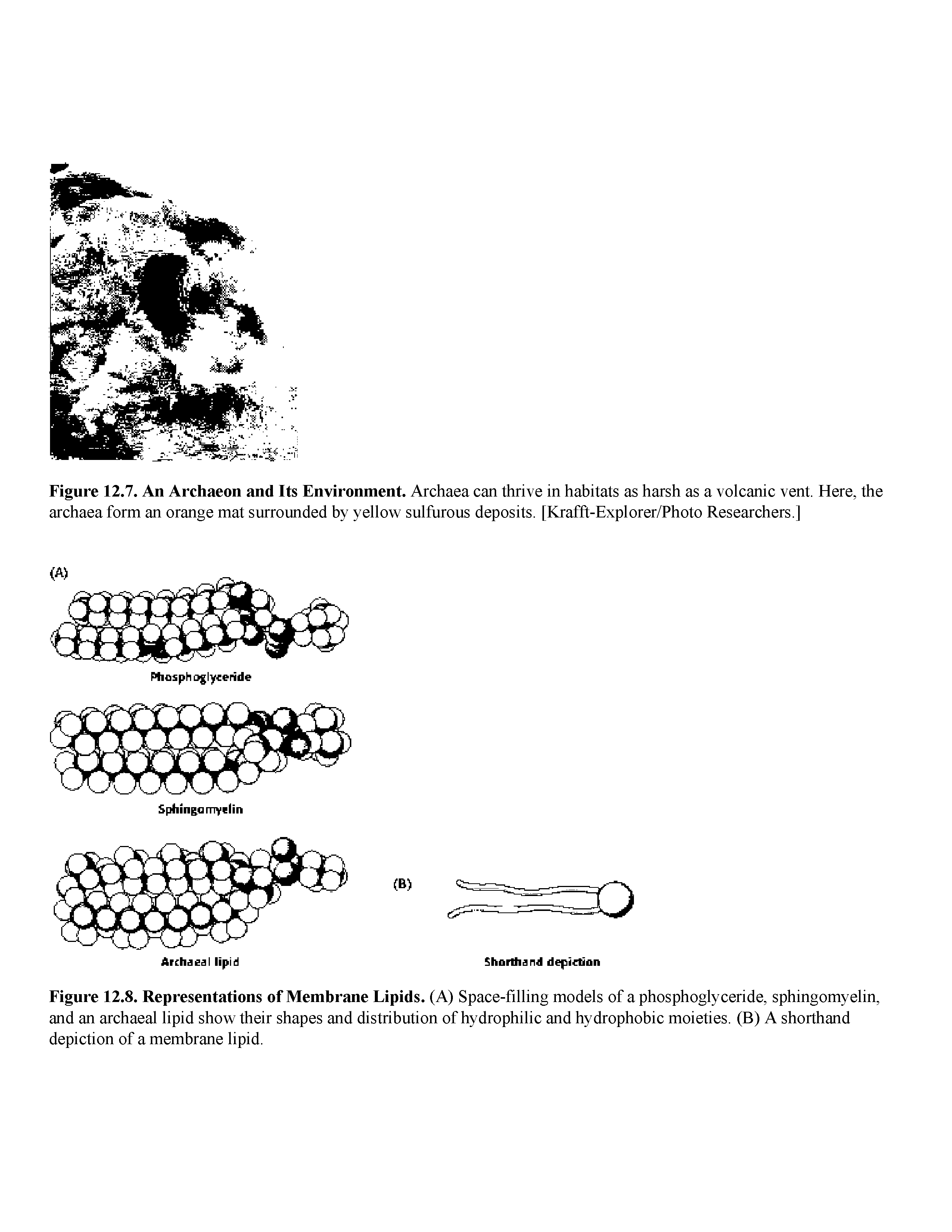 Figure 12.8. Representations of Membrane Lipids. (A) Space-fdling models of a phosphoglyceride, sphingomyelin, and an archaeal lipid show their shapes and distribution of hydrophilic and hydrophobic moieties. (B) A shorthand depiction of a membrane lipid.