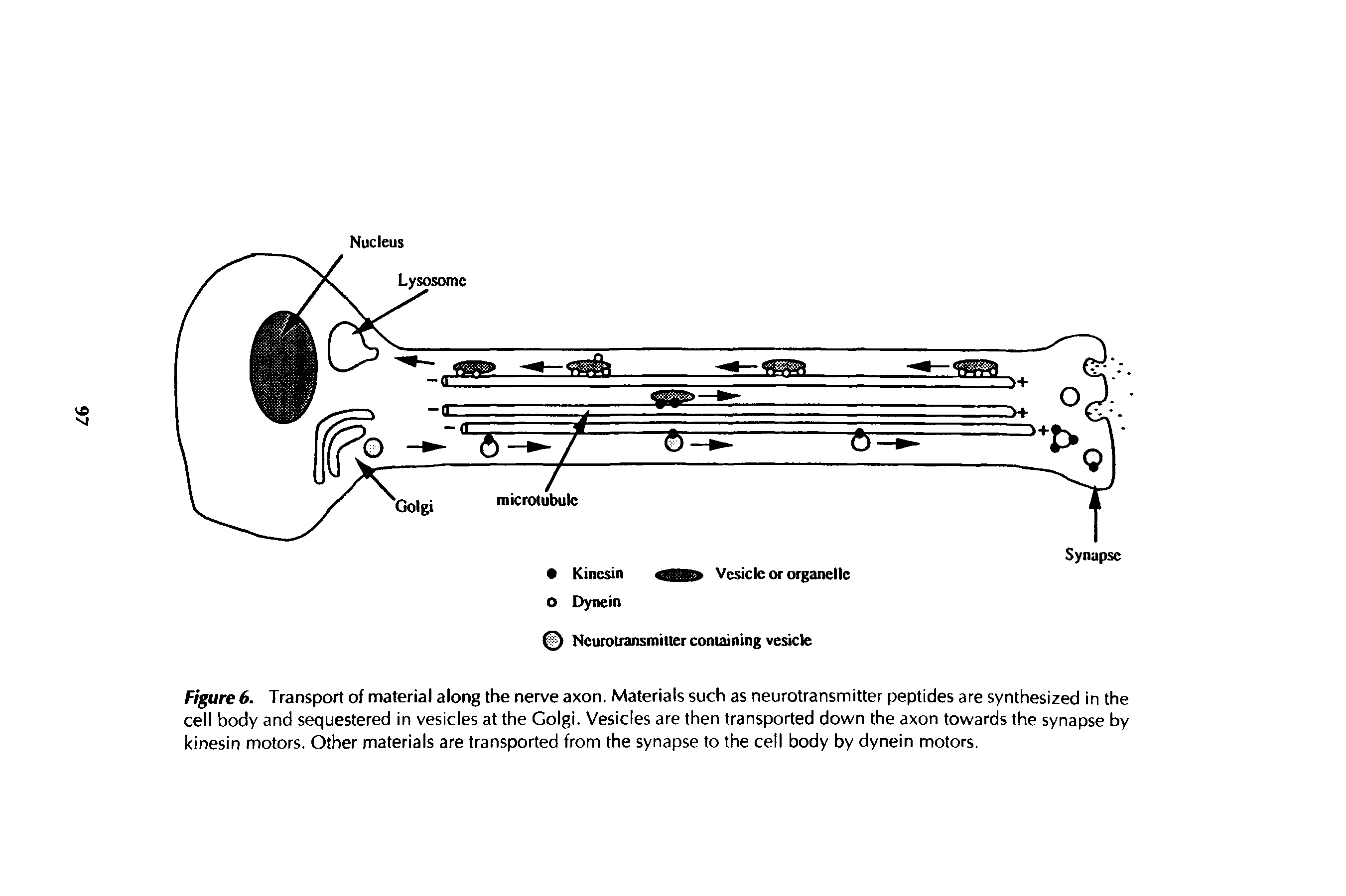 Figure 6. Transport of material along the nerve axon. Materials such as neurotransmitter peptides are synthesized in the cell body and sequestered in vesicles at the Golgi. Vesicles are then transported down the axon towards the synapse by kinesin motors. Other materials are transported from the synapse to the cell body by dynein motors.