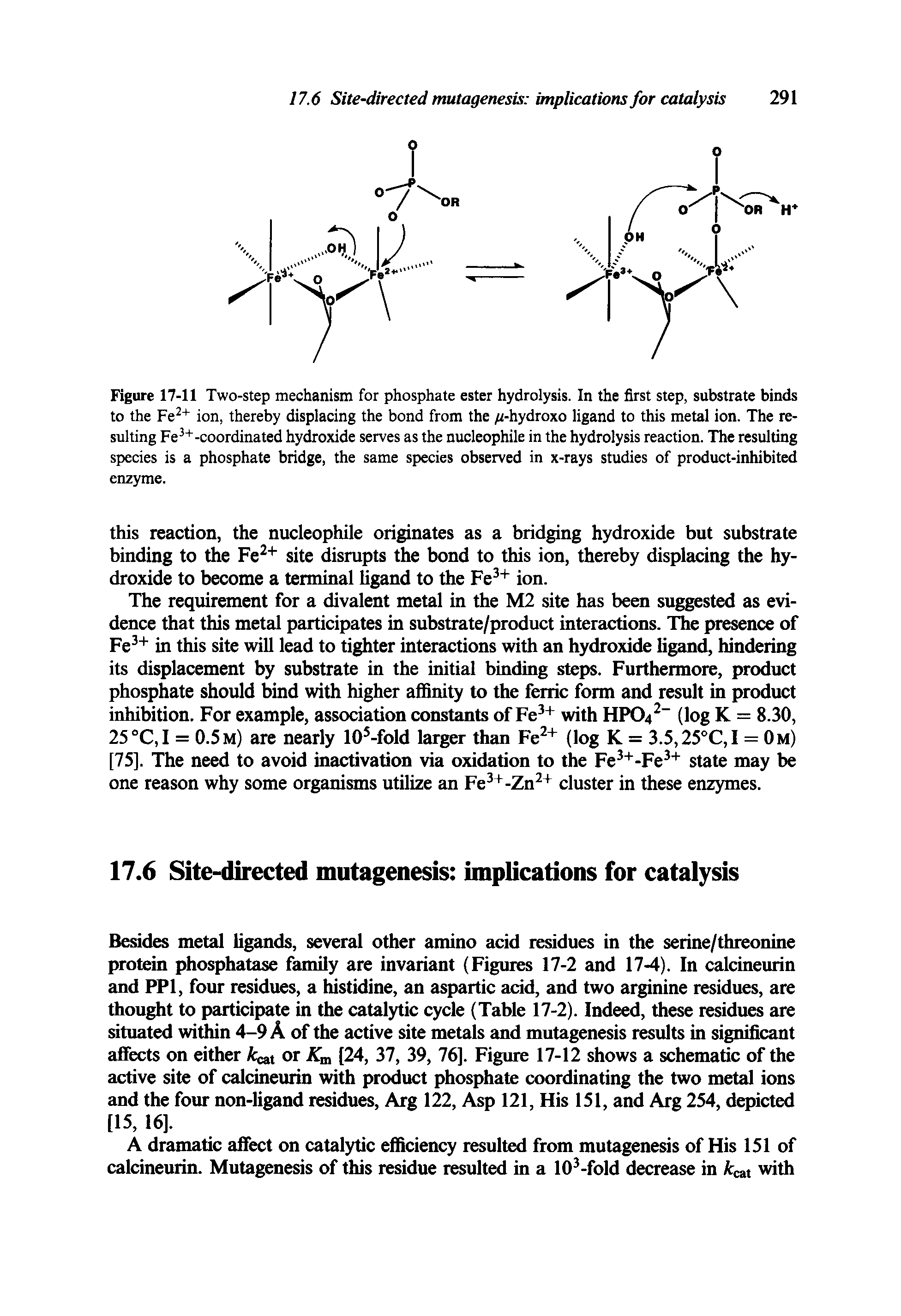 Figure 17-11 Two-step mechanism for phosphate ester hydrolysis. In the first step, substrate binds to the Fe ion, thereby displacing the bond from the -hydroxo ligand to this metal ion. The resulting Fe -coordinated hydroxide serves as the nucleophile in the hydrolysis reaction. The resulting species is a phosphate bridge, the same species observed in x-rays studies of product-inhibited enzyme.