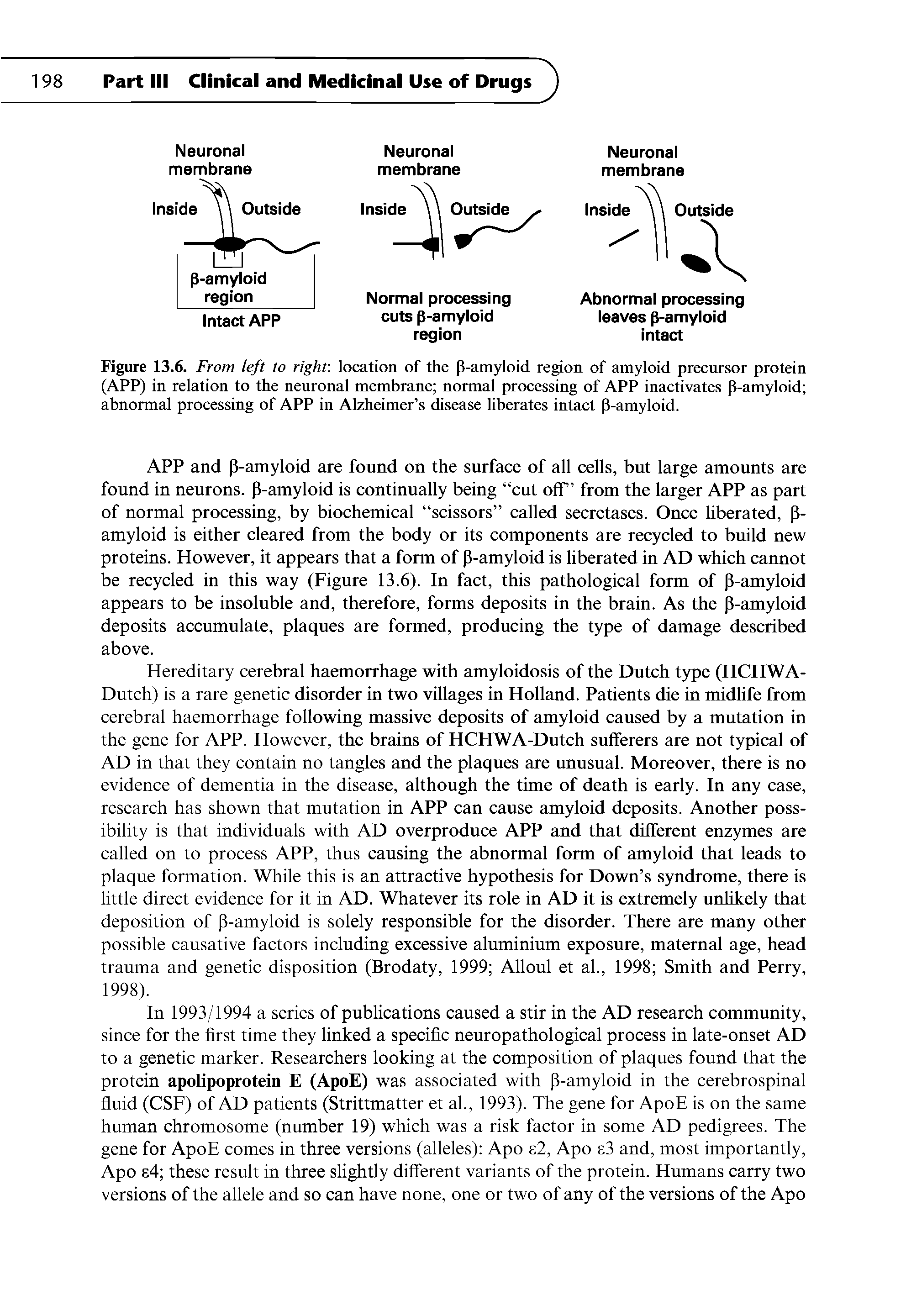 Figure 13.6. From left to right location of the P-amyloid region of amyloid precursor protein (APP) in relation to the neuronal membrane normal processing of APP inactivates P-amyloid abnormal processing of APP in Alzheimer s disease liberates intact P-amyloid.