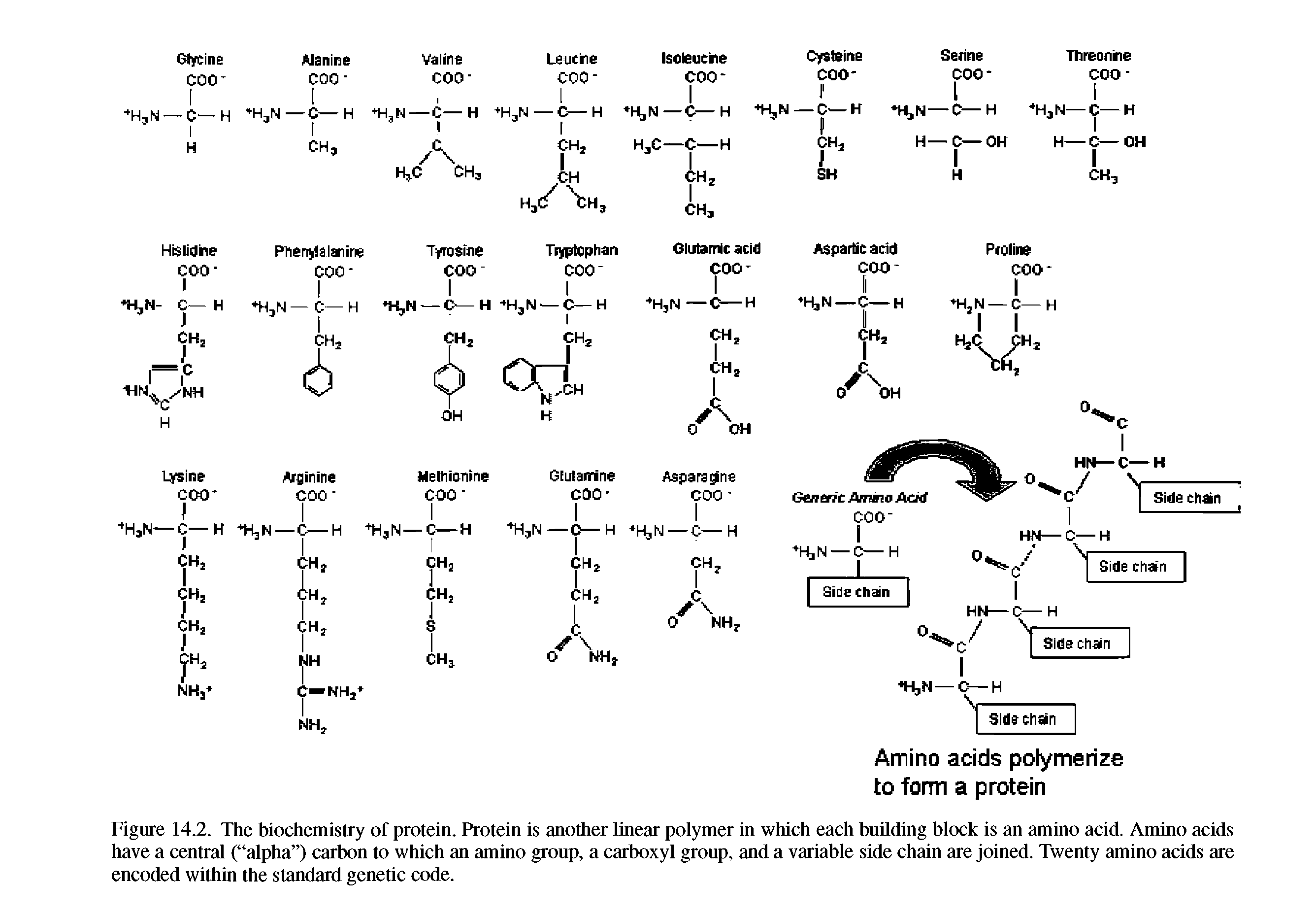 Figure 14.2. The biochemistry of protein. Protein is another linear polymer in which each building block is an amino acid. Amino acids have a central ( alpha ) carbon to which an amino group, a carboxyl group, and a variable side chain are joined. Twenty amino acids are encoded within the standard genetic code.