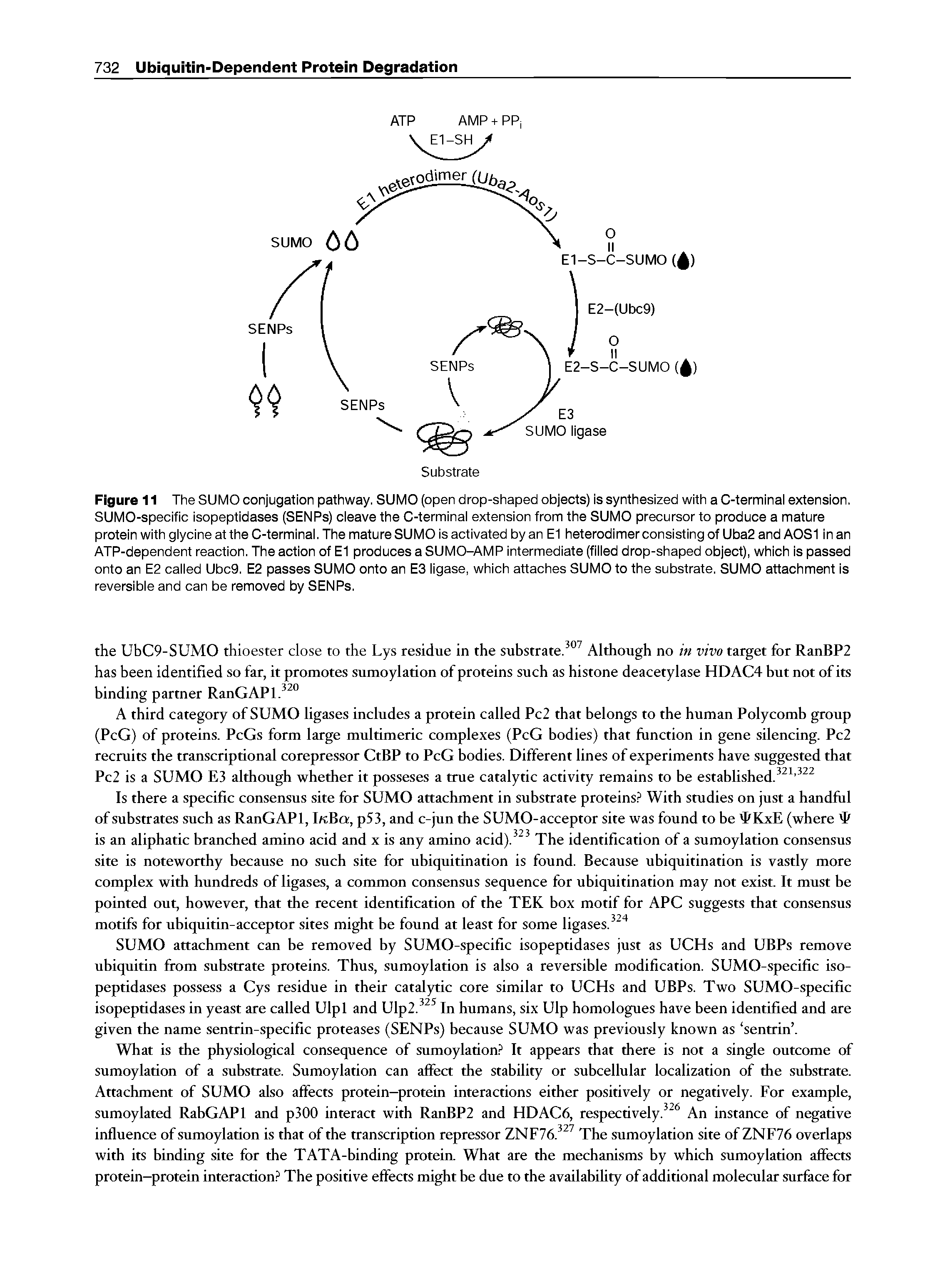 Figure 11 The SUMO conjugation pathway. SUMO (open drop-shaped objects) is synthesized with a C-terminai extension. SUMO-specific isopeptidases (SENPs) cieave the C-terminai extension from the SUMO precursor to produce a mature protein with giycine at the C-terminai. The mature SUMO is activated by an E1 heterodimerconsistingof Uba2 and AOS1 in an ATP-dependent reaction. The action of E1 produces a SUMO-AMP intermediate (fiiied drop-shaped object), which is passed onto an E2 caiied Ubc9. E2 passes SUMO onto an E3 iigase, which attaches SUMO to the substrate. SUMO attachment is reversibie and can be removed by SENPs.