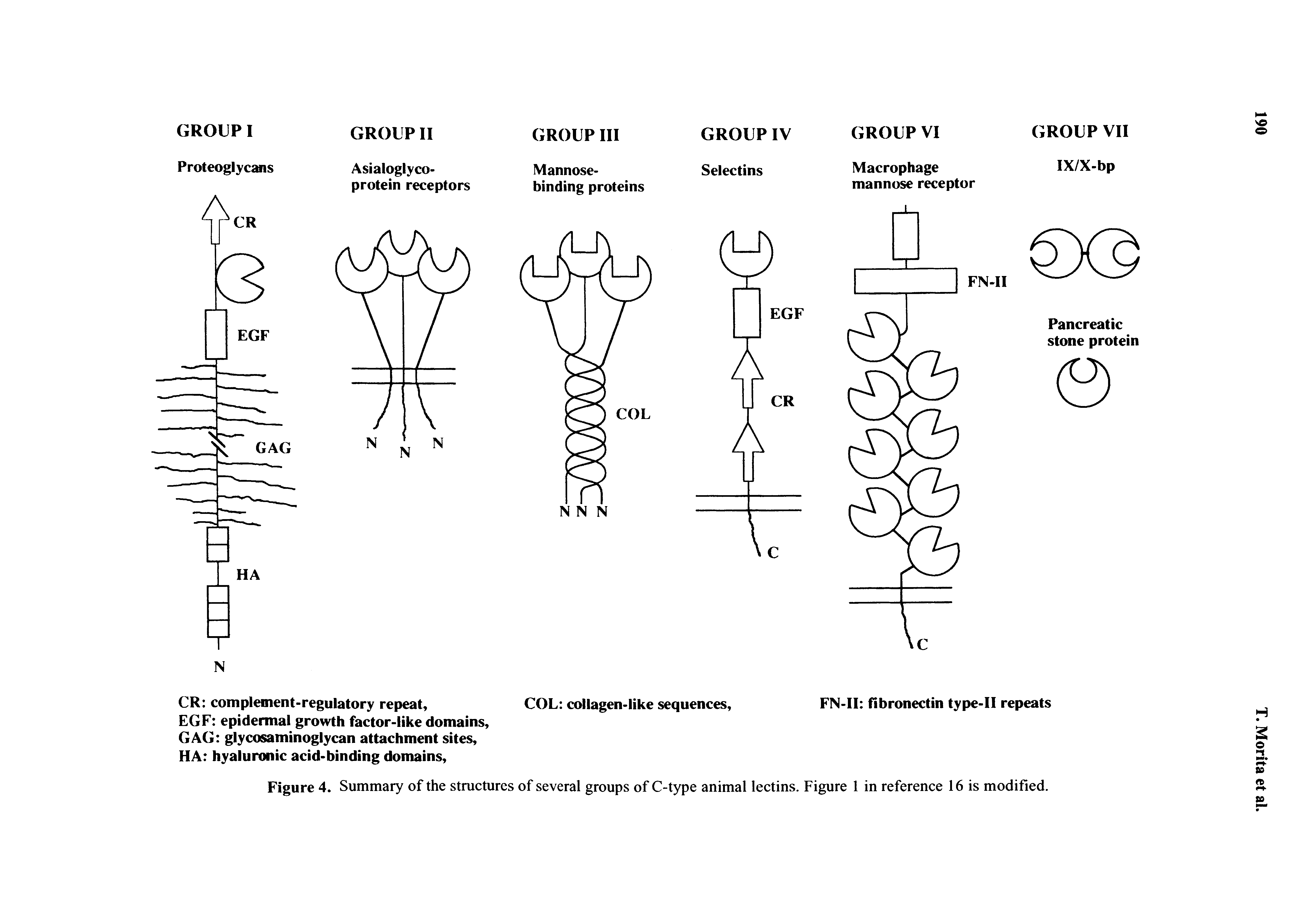 Figure 4. Summary of the structures of several groups of C-type animal lectins. Figure 1 in reference 16 is modified.