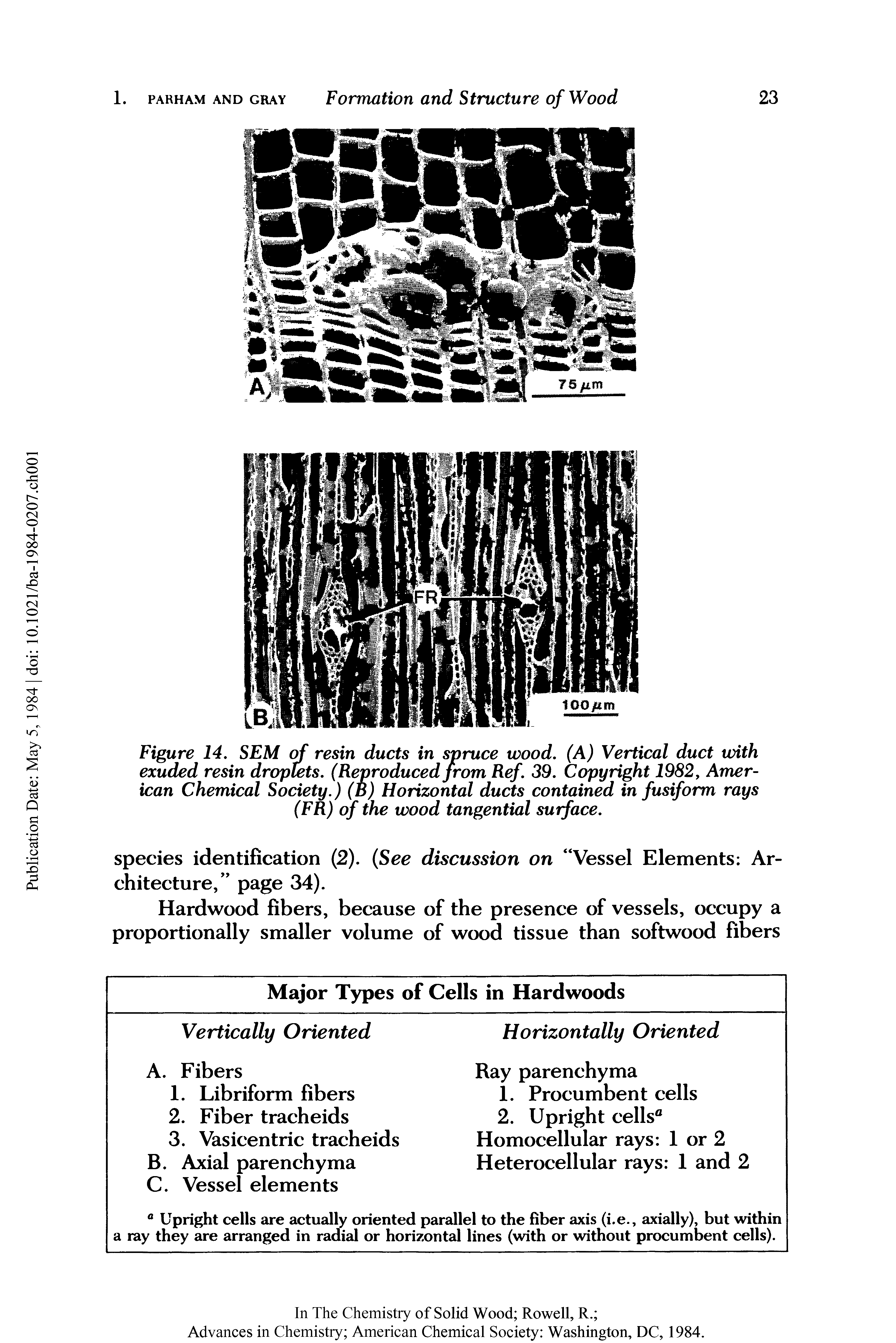 Figure 14, SEM resin ducts in spruce wood. (A) Vertical duct with exuded resin droplets. (Reproduced from Ref. 39. C( yright 1982, American Chemical Society.) (d) Horizontal ducts contained in fusiform rays (FR) of the wood tangential surface.