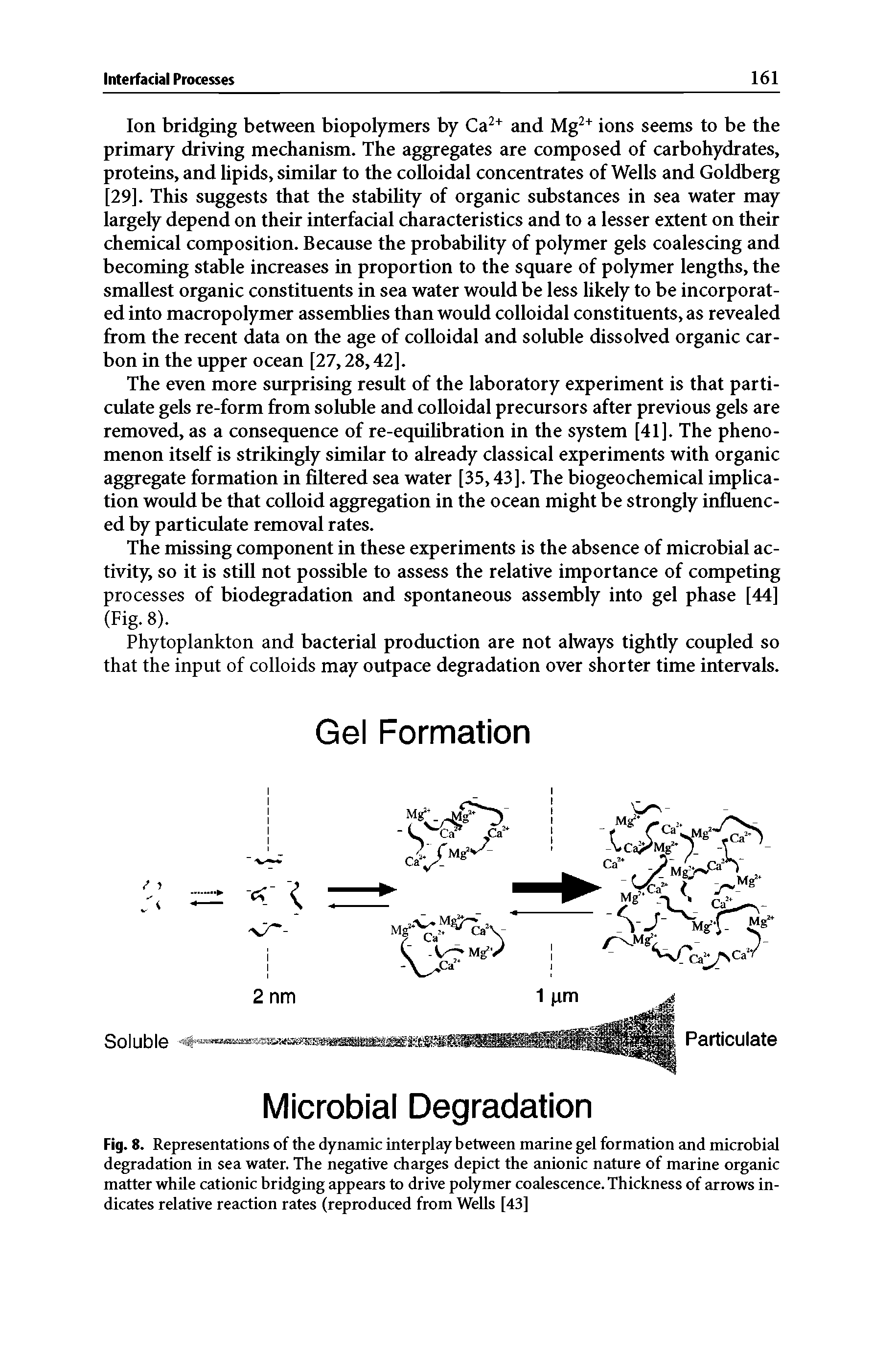 Fig. 8. Representations of the dynamic interplay between marine gel formation and microbial degradation in sea water. The negative charges depict the anionic nature of marine organic matter while cationic bridging appears to drive polymer coalescence. Thickness of arrows indicates relative reaction rates (reproduced from Wells [43]...