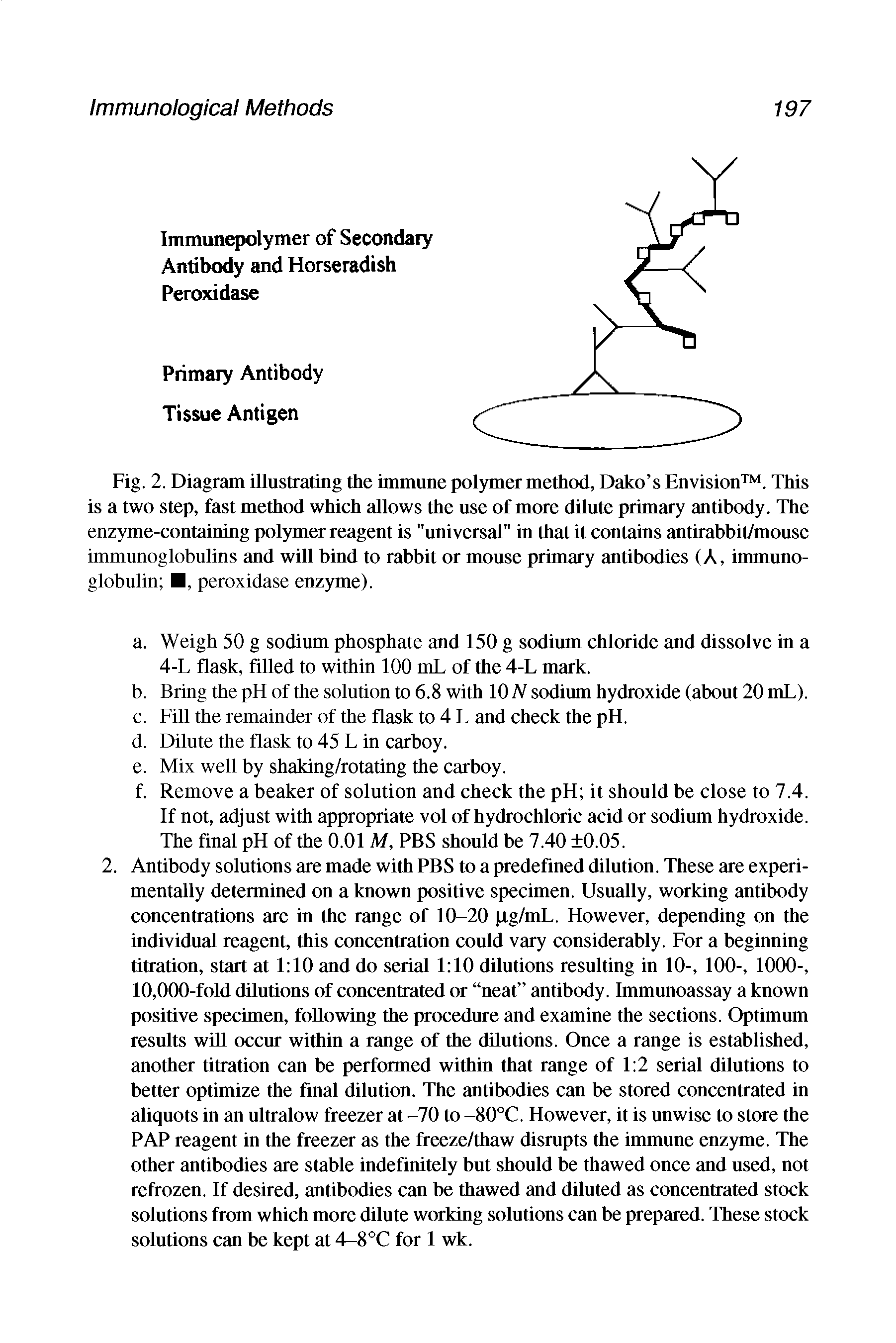 Fig. 2. Diagram illustrating the immune polymer method, Dako s Envision . This is a two step, fast method which allows the use of more dilute primary antibody. The enzyme-containing polymer reagent is "universal" in that it contains antirabbit/mouse immunoglobulins and will bind to rabbit or mouse primary antibodies (A, immunoglobulin , peroxidase enzyme).