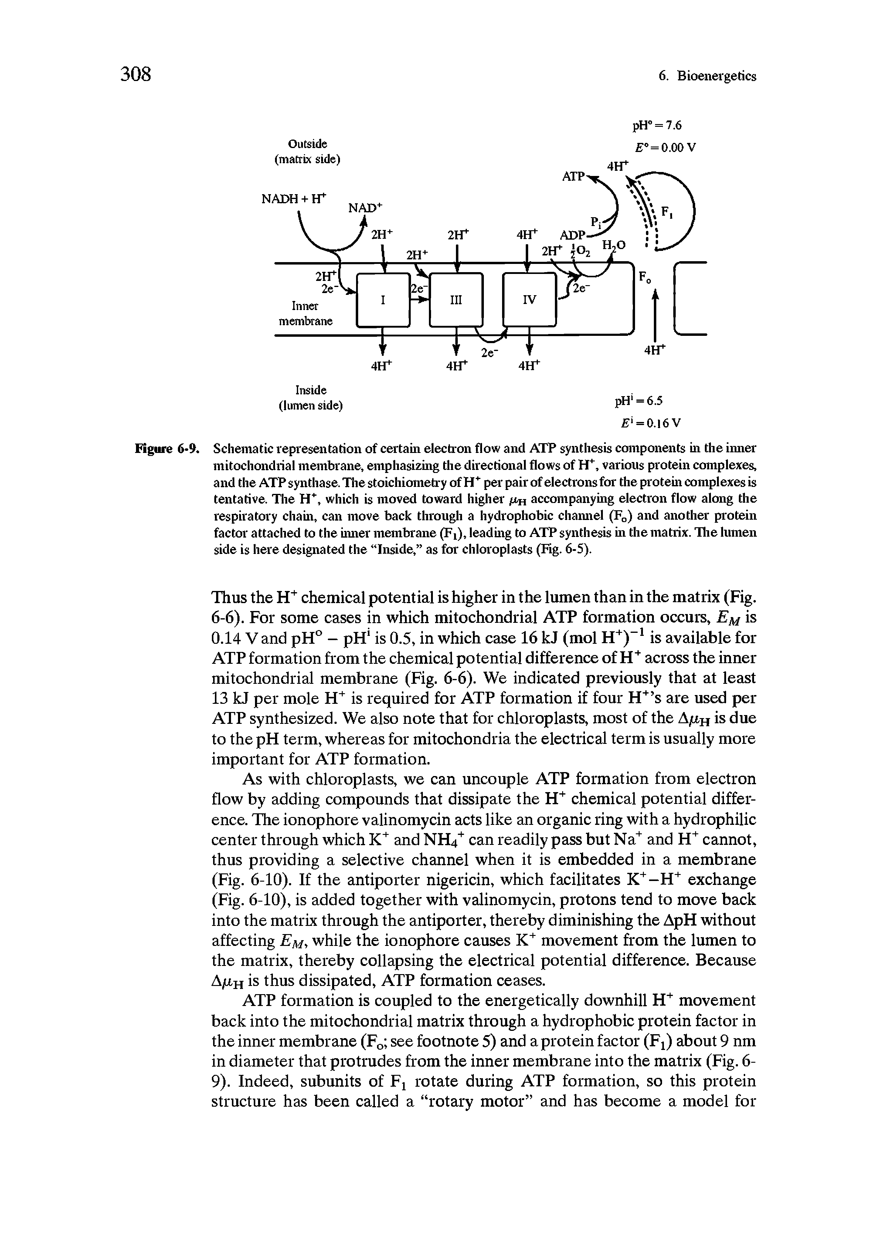 Figure 6-9. Schematic representation of certain electron flow and ATP synthesis components in the inner mitochondrial membrane, emphasizing the directional flows of H+, various protein complexes, and the ATP synthase. The stoichiometry of H+ per pair of electrons for the protein complexes is tentative. The H+, which is moved toward higher jU,H accompanying electron flow along the respiratory chain, can move back through a hydrophobic channel (F0) and another protein factor attached to the inner membrane (F ), leading to ATP synthesis in the matrix. The lumen side is here designated the Inside, as for chloroplasts (Fig. 6-5).