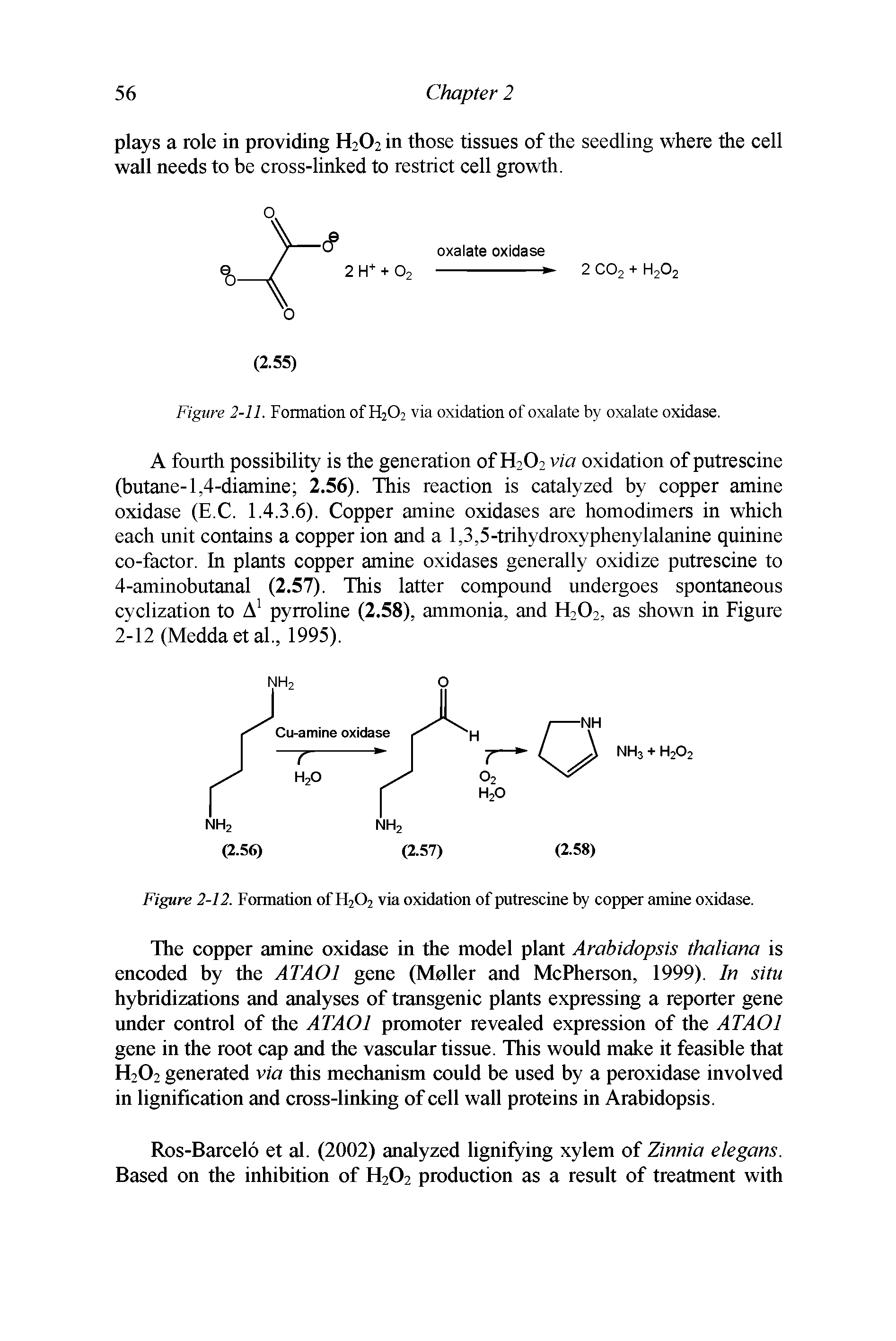 Figure 2-12. Formation of H202 via oxidation of putrescine by copper amine oxidase.