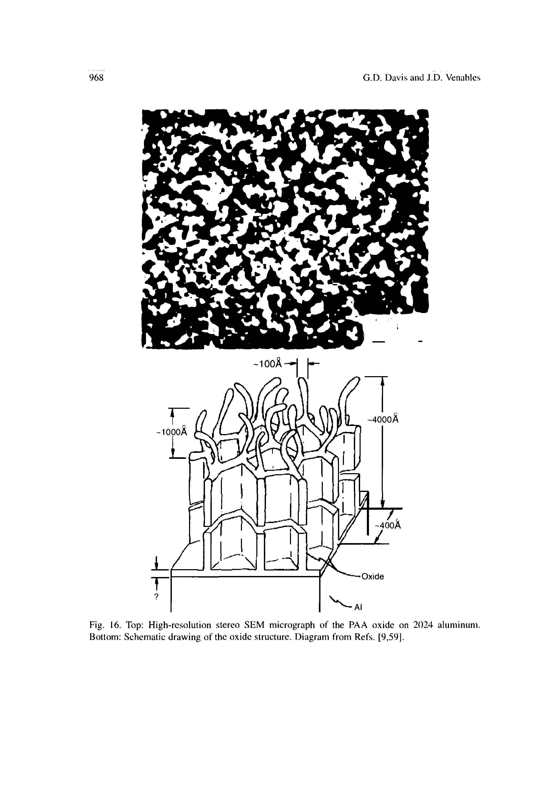 Fig. 16. Top High-rcsolution stereo SEM micrograph of the PAA oxide on 2024 aluminum. Bottom Schematic drawing of the oxide structure. Diagram from Refs. [9,59].