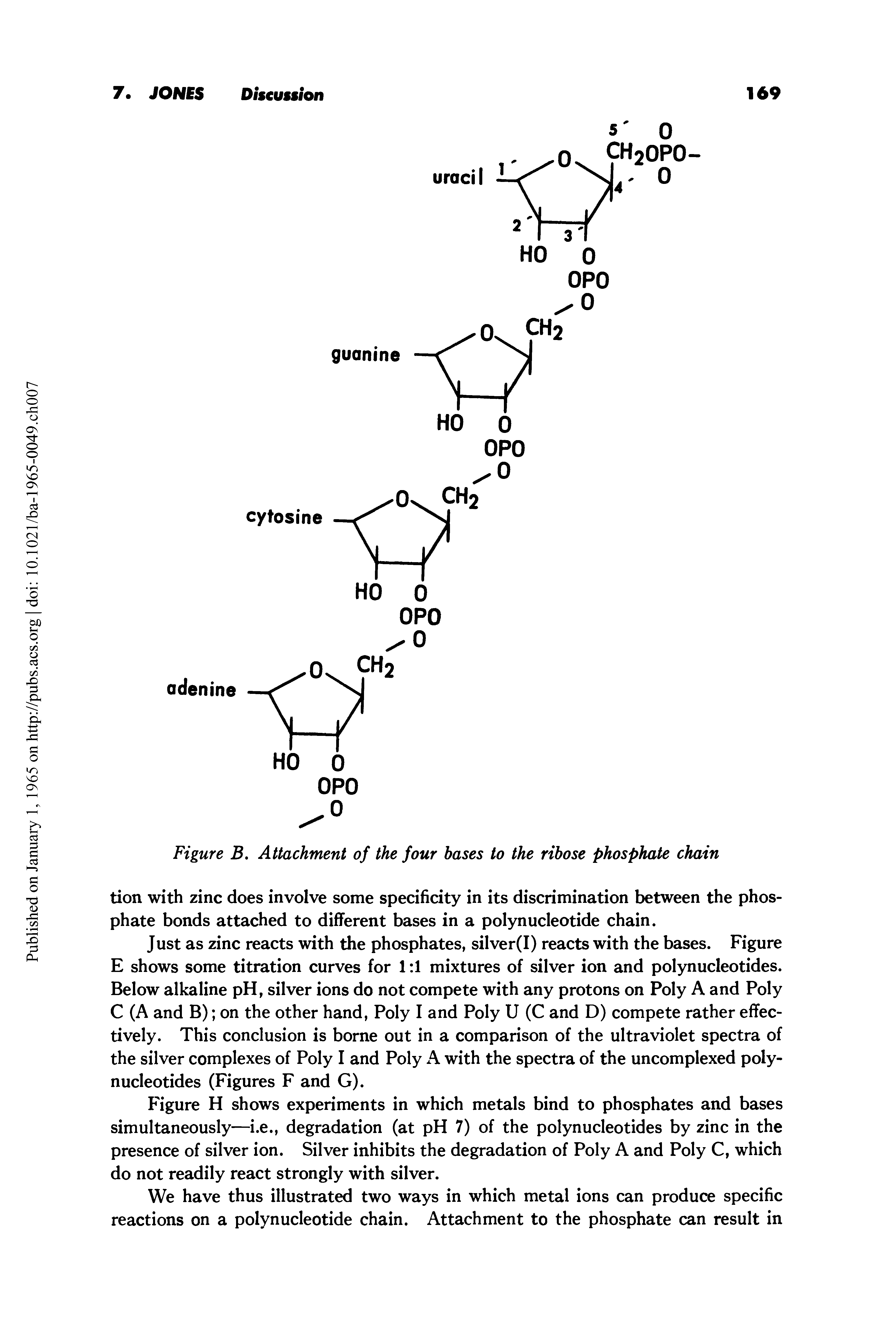 Figure H shows experiments in which metals bind to phosphates and bases simultaneously—i.e., degradation (at pH 7) of the polynucleotides by zinc in the presence of silver ion. Silver inhibits the degradation of Poly A and Poly C, which do not readily react strongly with silver.