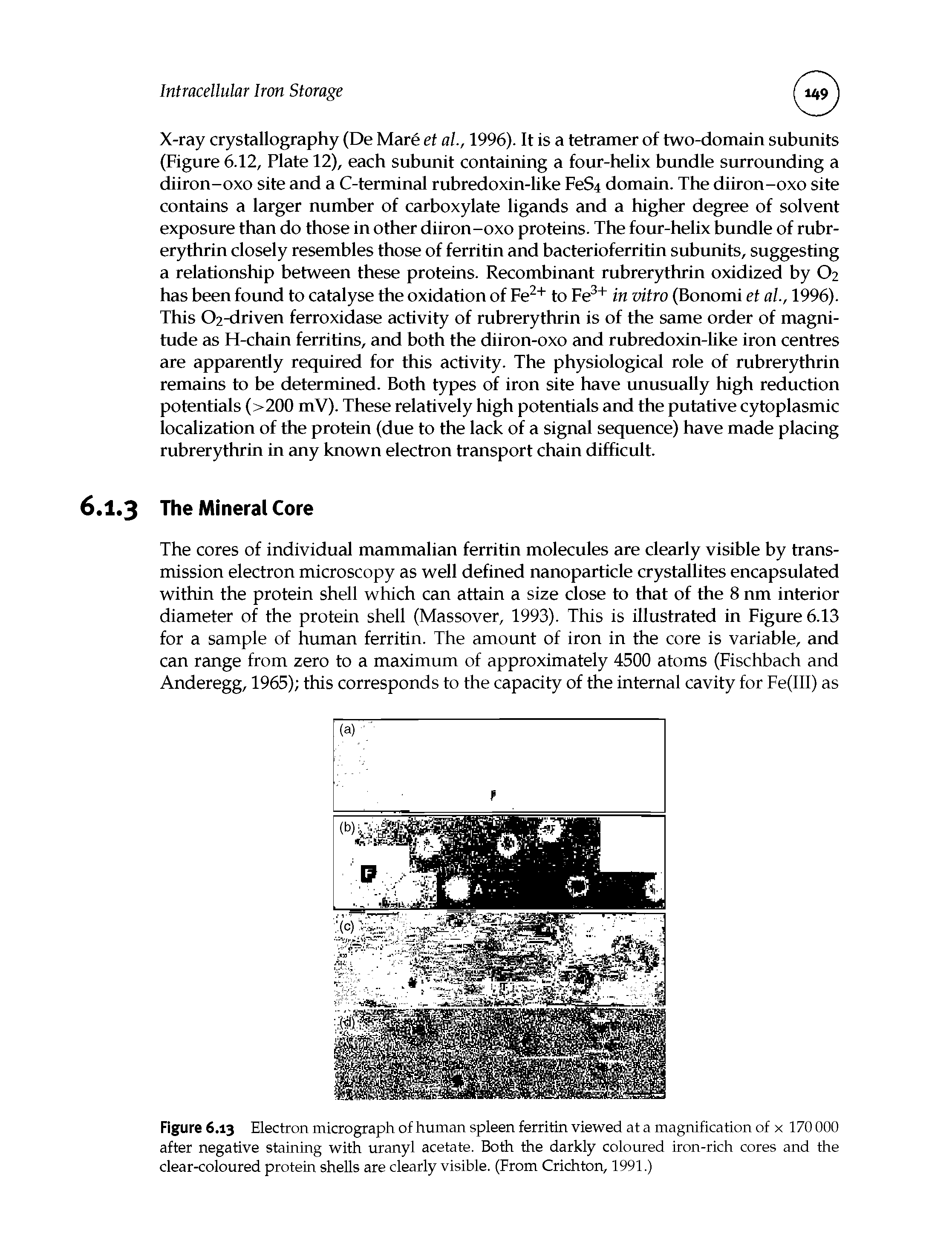 Figure 6.13 Electron micrograph of human spleen ferritin viewed at a magnification of x 170 000 after negative staining with uranyl acetate. Both the darkly coloured iron-rich cores and the clear-coloured protein shells are clearly visible. (From Crichton, 1991.)...