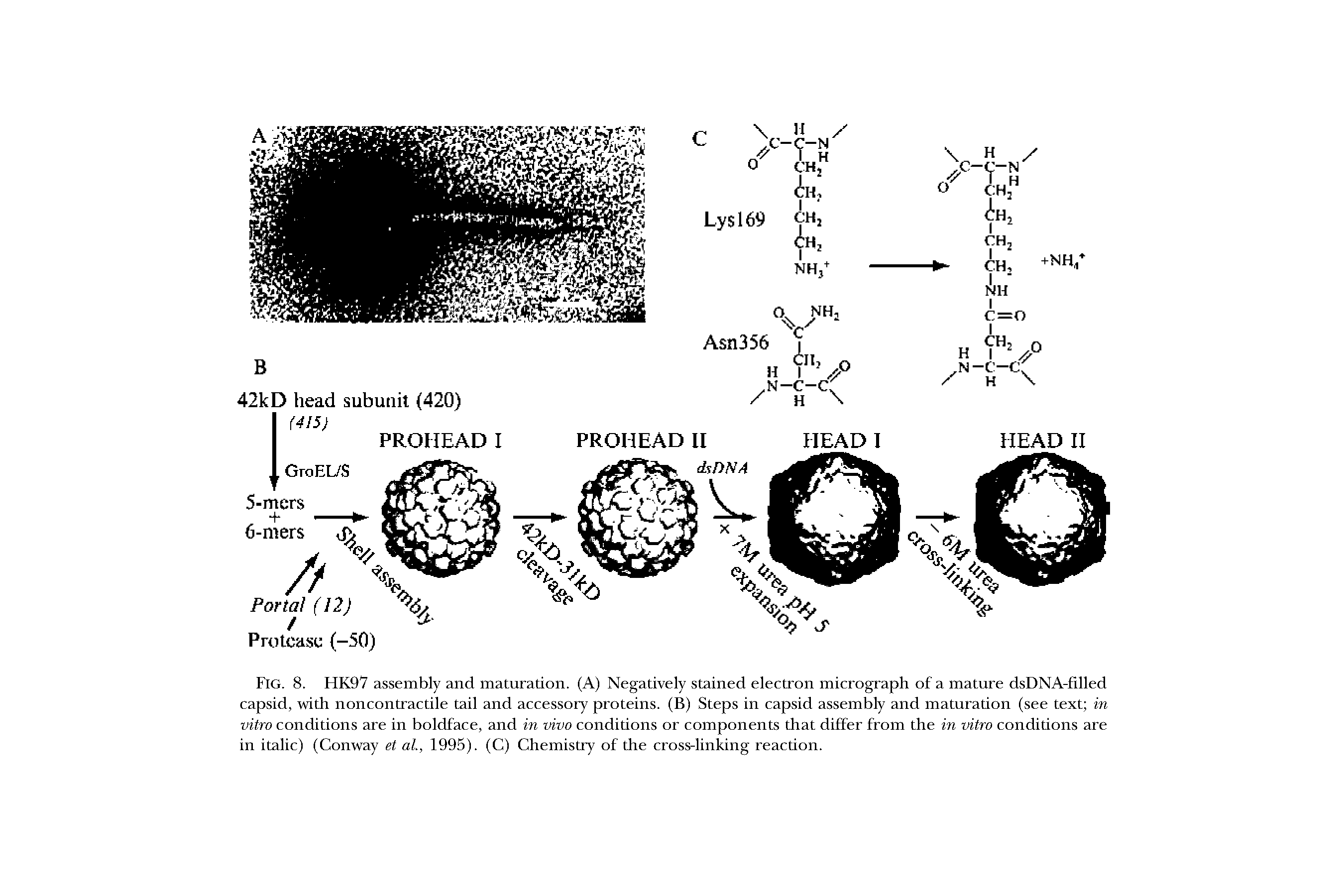 Fig. 8. HK97 assembly and maturation. (A) Negatively stained electron micrograph of a mature dsDNA-filled capsid, with noncontractile tail and accessory proteins. (B) Steps in capsid assembly and maturation (see text in vitro conditions are in boldface, and in vivo conditions or components that differ from the in vitro conditions are in italic) (Conway et al, 1995). (C) Chemistry of the cross-linking reaction.