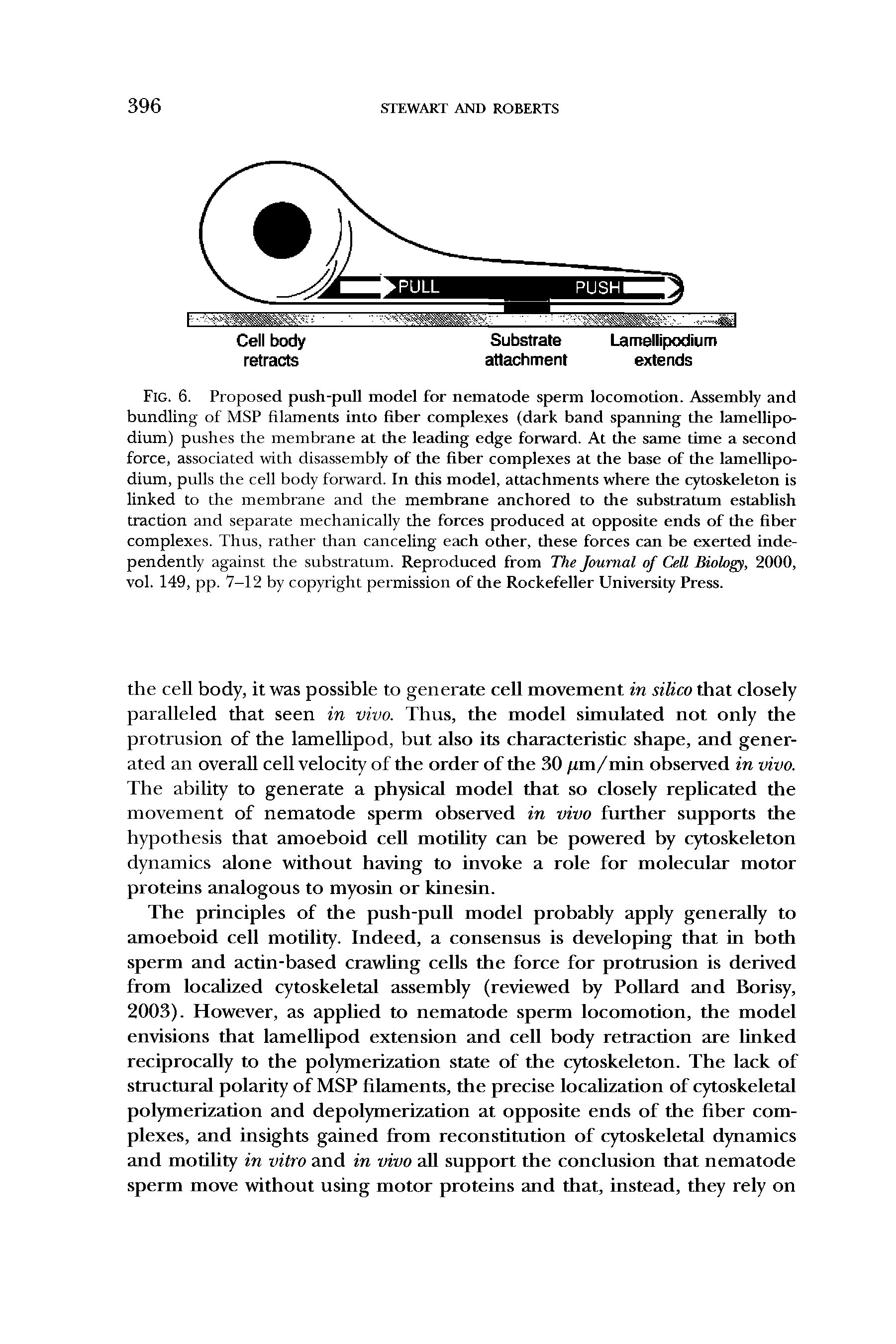 Fig. 6. Proposed push-pull model for nematode sperm locomotion. Assembly and bundling of MSP filaments into fiber complexes (dark band spanning the lamellipo-dium) pushes the membrane at the leading edge forward. At the same time a second force, associated with disassembly of the fiber complexes at the base of the lamellipo-dium, pulls the cell body forward. In this model, attachments where the cytoskeleton is linked to the membrane and the membrane anchored to the substratum establish traction and separate mechanically the forces produced at opposite ends of the fiber complexes. Thus, rather than canceling each other, these forces can be exerted independently against the substratum. Reproduced from The Journal of Cell Biology, 2000, vol. 149, pp. 7-12 by copyright permission of the Rockefeller University Press.