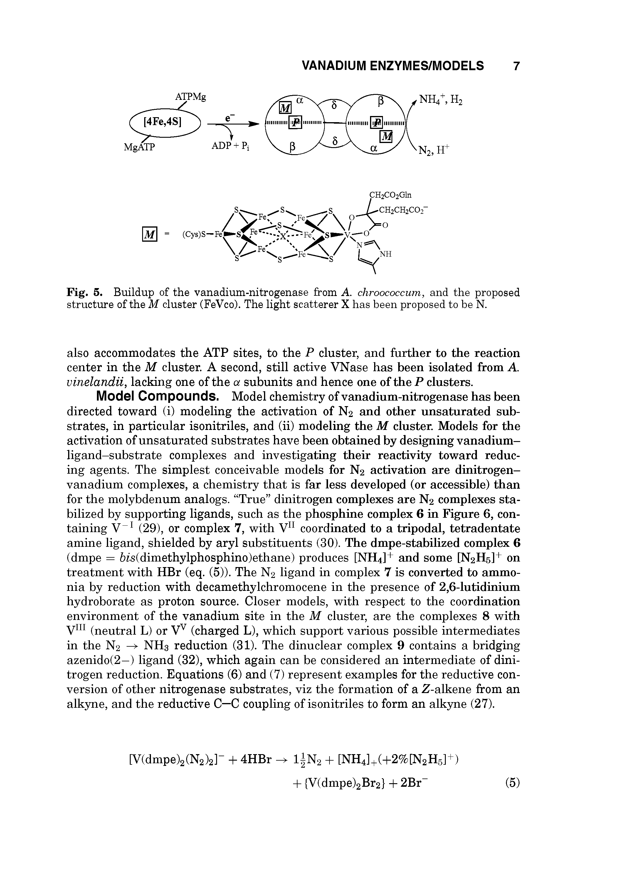 Fig. 5. Buildup of the vanadium-nitrogenase from A. chroococcum, and the proposed structure of the M cluster (FeVco). The light scatterer X has been proposed to be N.