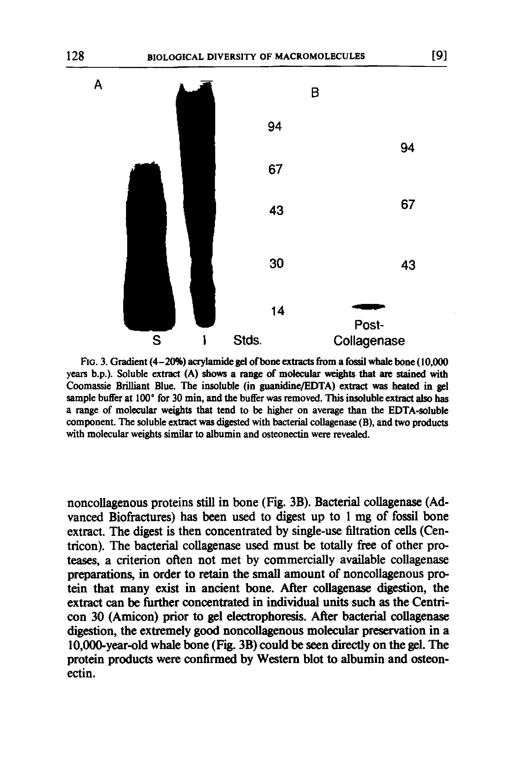 Fig. 3. Gradient (4-20%) acrylamide gel of bone extracts from a fossil whale bone (10,000 years b.p.). Soluble extract (A) shows a range of molecular weights that are stained with Coomassie Brilliant Blue. The insoluble (in guanidine/EDTA) extract was heated in gel sample buffer at 100° for 30 min, and the buffer was removed. This insoluble extract also has a range of molecular weights that tend to be higher on average than the EDTA-soluble component. The soluble extract was digested with bacterial collagenase (B), and two products with molecular weights similar to albumin and osteonectin were revealed.