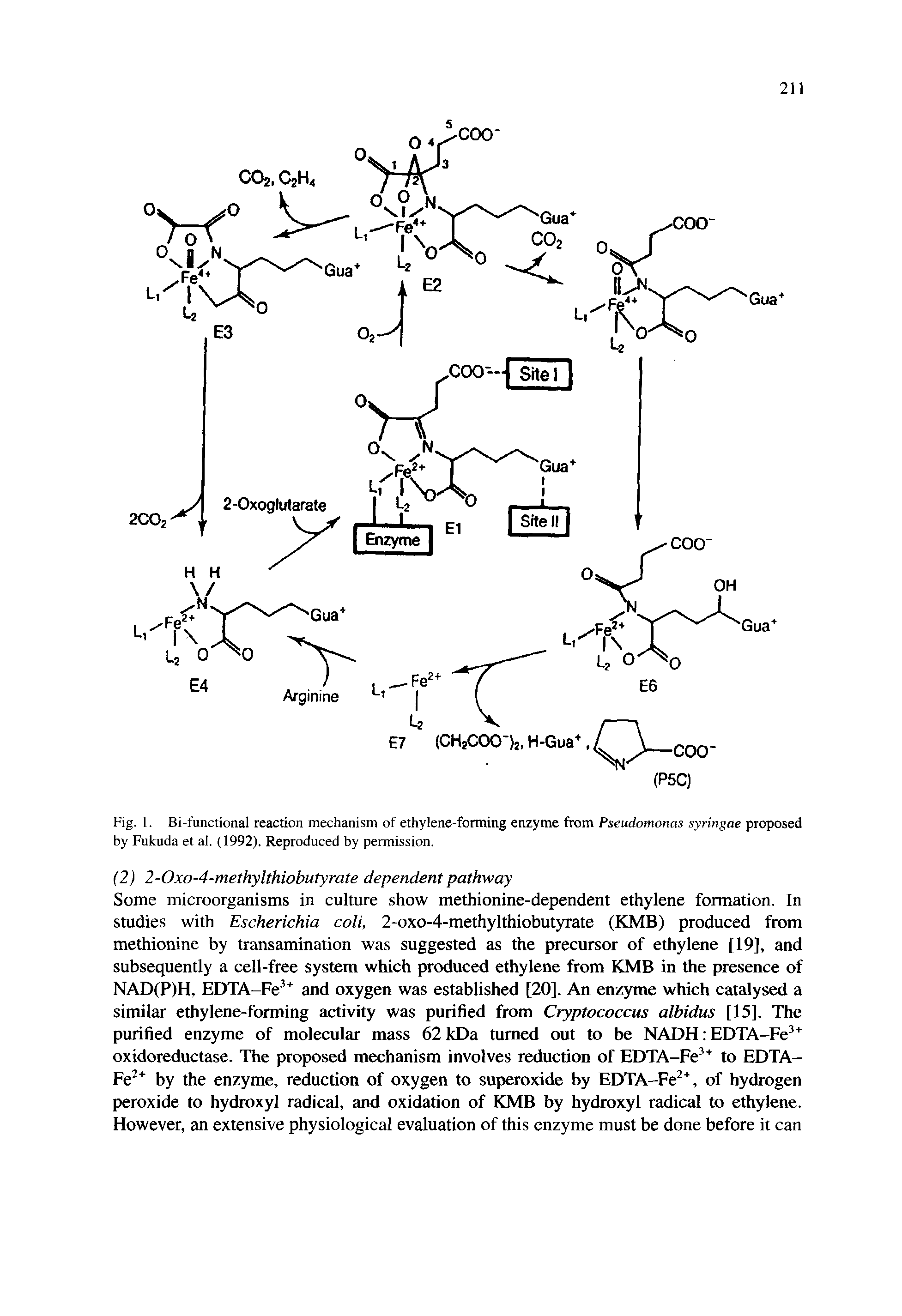 Fig. 1. Bi-functional reaction mechanism of ethylene-forming enzyme from Pseudomonas syringae proposed by Fukuda et al. (1992). Reproduced by permission.