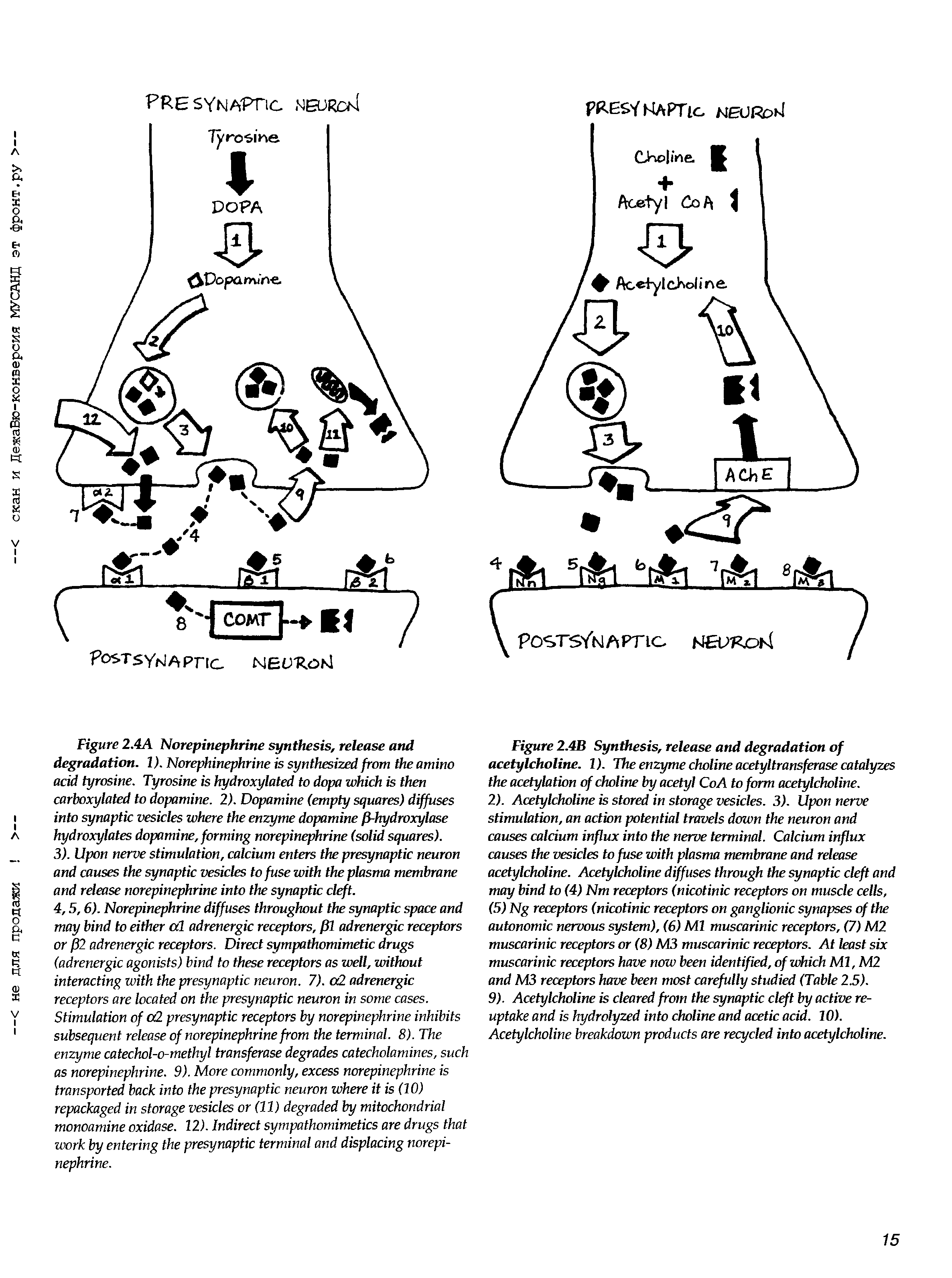 Figure 2.4A Norepinephrine synthesis, release and degradation. 1). Norephinephrine is synthesized from the amino acid tyrosine. Tyrosine is hydroxylated to dopa which is then carboxylated to dopamine. 2). Dopamine (empty squares) diffuses into synaptic vesicles where the enzyme dopamine P-hydroxylase hydroxylates dopamine, forming norepinephrine (solid squares).