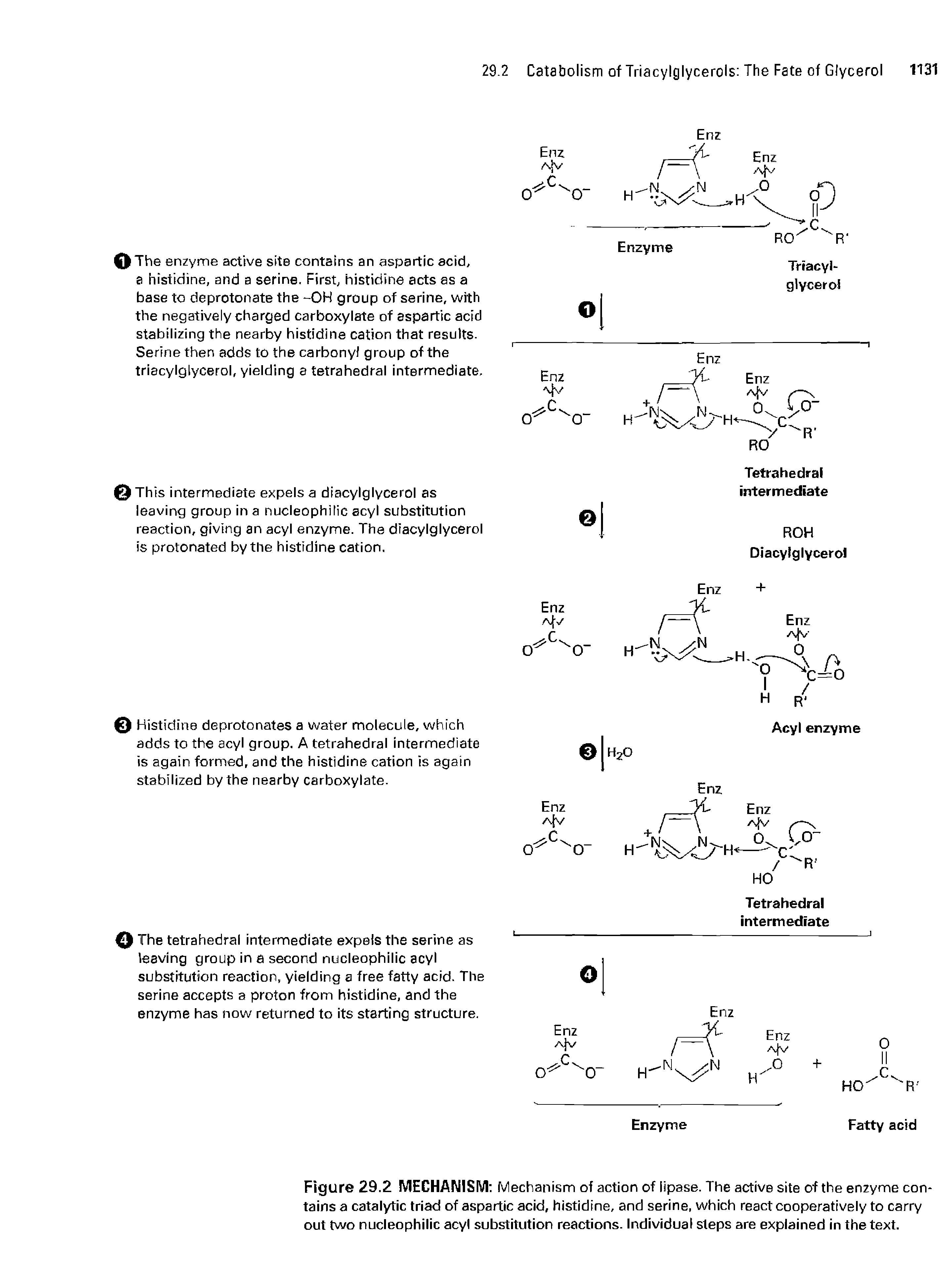 Figure 29.2 MECHANISM Mechanism of action of lipase. The active site of the enzyme contains a catalytic triad of aspartic acid, histidine, and serine, which react cooperatively to carry out two nucleophilic acyl substitution reactions. Individual steps are explained in the text.