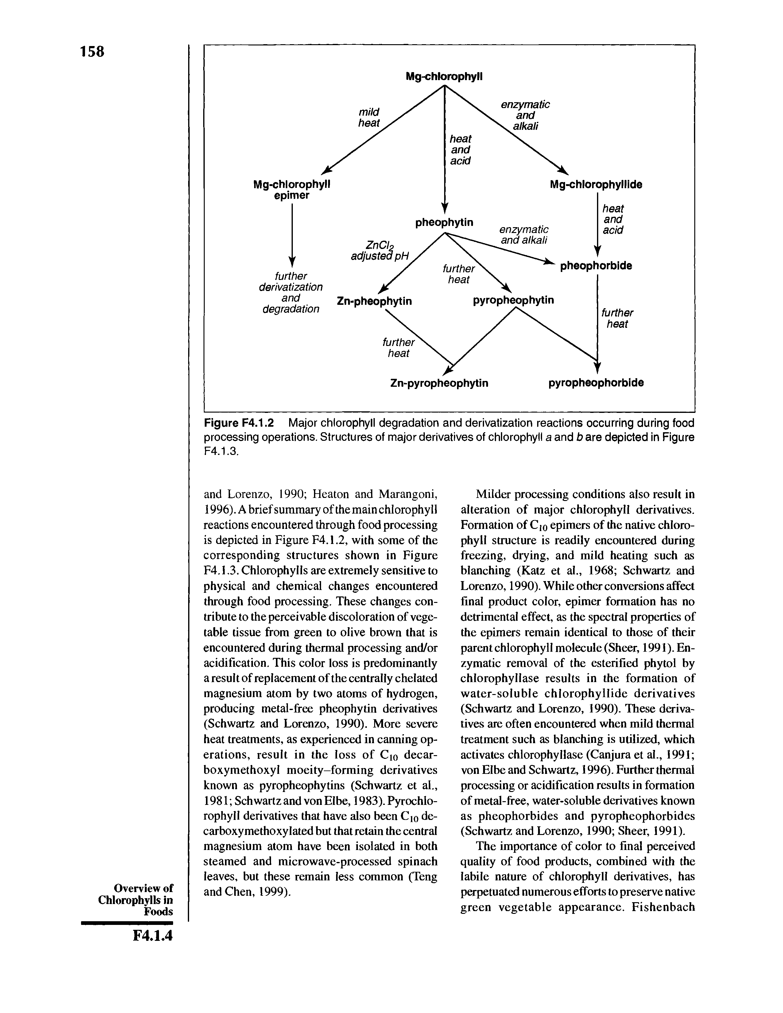 Figure F4.1.2 Major chlorophyll degradation and derivatization reactions occurring during food processing operations. Structures of major derivatives of chlorophyll a and b are depicted in Figure F4.1.3.