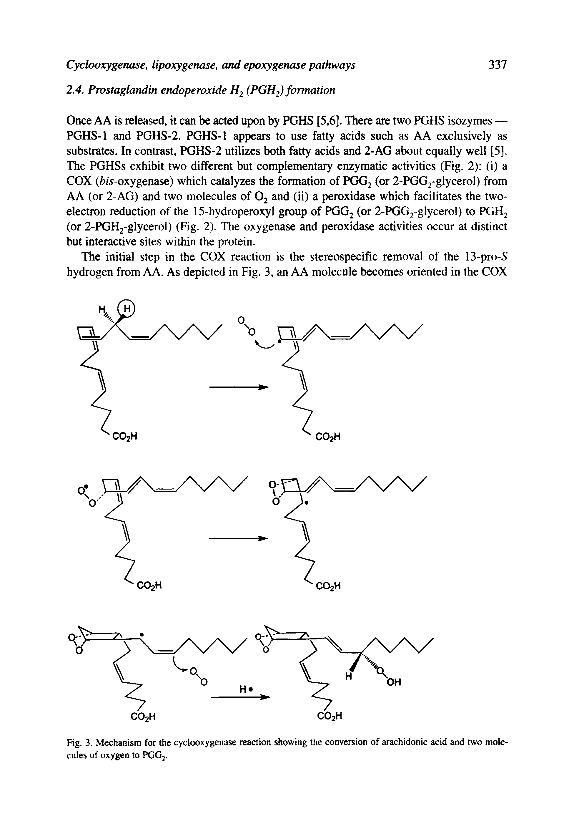 Fig. 3. Mechanism for the cyclooxygenase reaction showing the conversion of arachidonic acid and two molecules of oxygen to PGGj.
