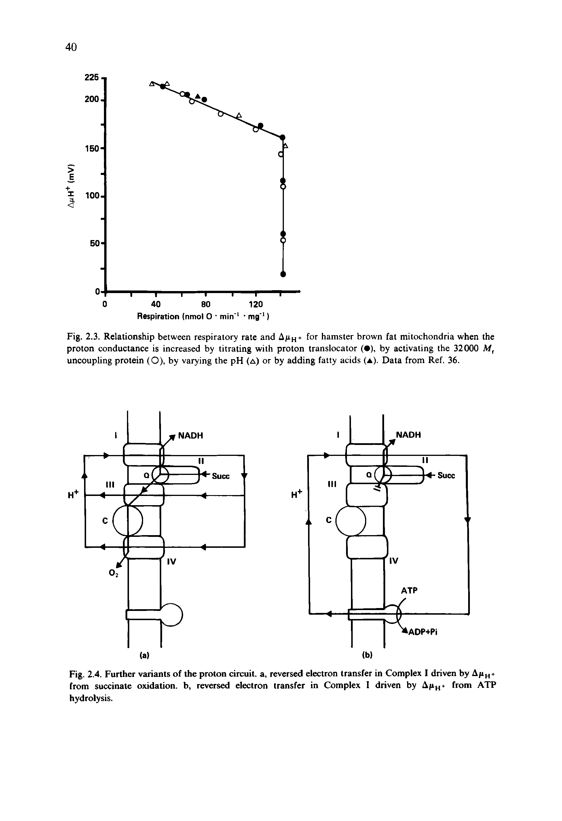 Fig. 2.4. Further variants of the proton circuit, a, reversed electron transfer in Complex I driven by Aft from succinate oxidation, b, reversed electron transfer in Complex I driven by Afin from ATP hydrolysis.