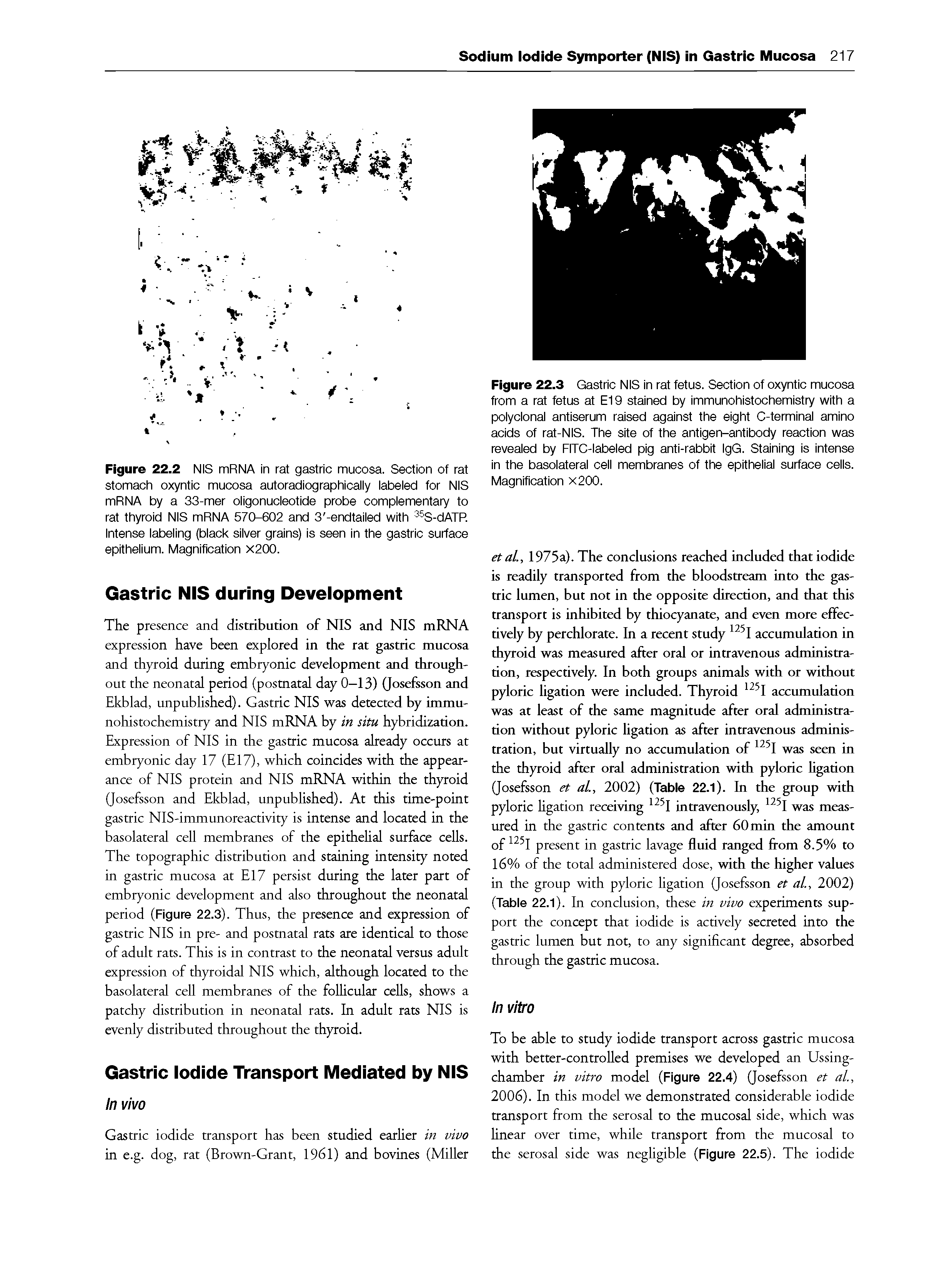 Figure 22.2 NIS mRNA in rat gastric mucosa. Section of rat stomach oxyntic mucosa autoradiographically labeled for NIS mRNA by a 33-mer oligonucleotide probe complementary to rat thyroid NIS mRNA 570-602 and 3 -endtailed with S-dATR Intense labeling (black silver grains) is seen in the gastric surface epithelium. Magnification X200.