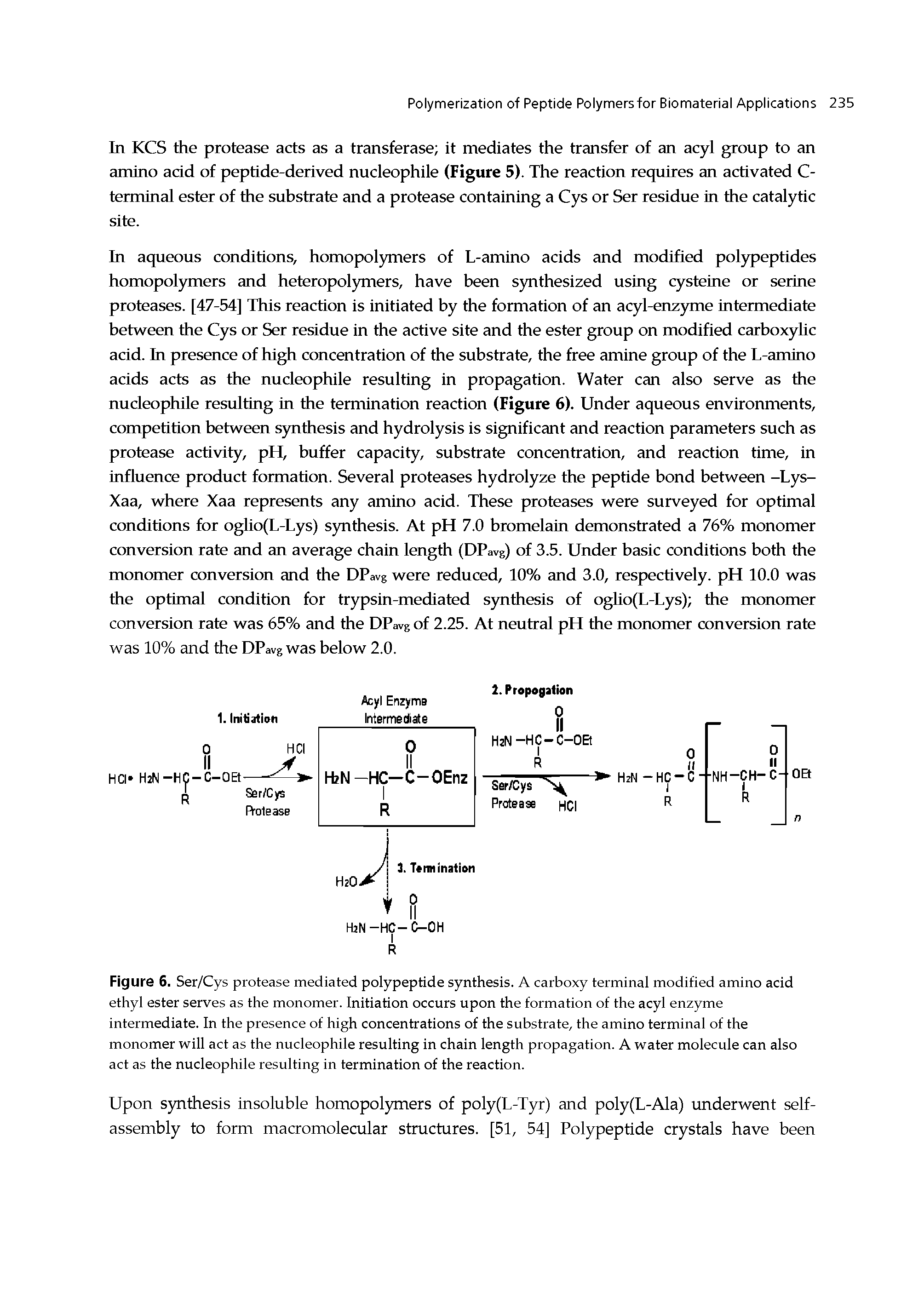 Figure 6. Ser/Cys protease mediated polypeptide synthesis. A carboxy terminal modified amino acid ethyl ester serves as the monomer. Initiation occurs upon the formation of fhe acyl enzyme infermediate. In fhe presence of high concentrations of the substrate, the amino terminal of fhe monomer will acf as fhe nucleophile resulting in chain length propagation. A water molecule can also act as the nucleophile resulting in termination of the reaction.