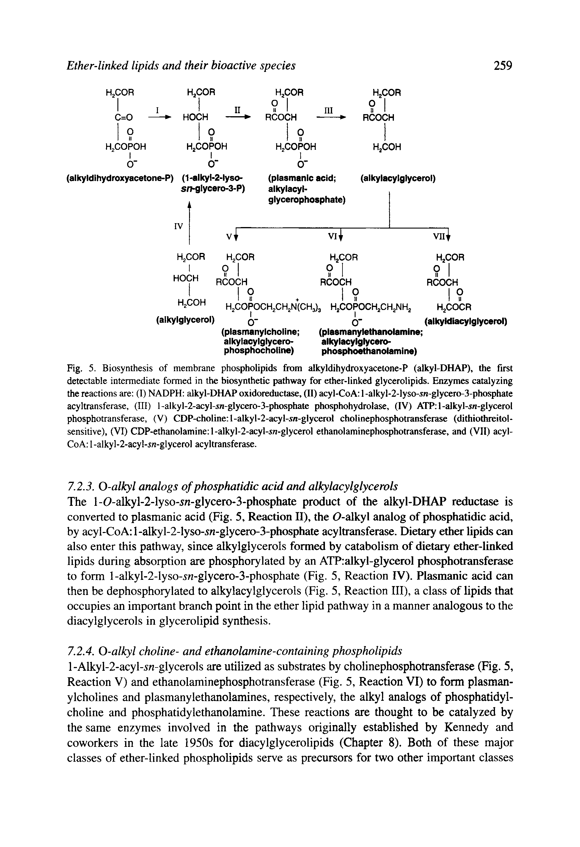 Fig. 5. Biosynthesis of membrane phospholipids from alkyldihydroxyacetone-P (alkyl-DHAP), the first detectable intermediate formed in the biosynthetic pathway for ether-linked glycerolipids. Enzymes catalyzing the reactions are (1) NADPH alkyl-DHAP oxidoreductase, (II) acyl-CoA 1 -alkyl-2-lyso-sn-glycero-3-phosphate acyltransferase, (III) l-alkyl-2-acyl-in-glycero-3-phosphate phosphohydrolase, (IV) ATP 1-alkyl- /i-glycerol phosphotransferase, (V) CDP-choline l-alkyl-2-acyl-sn-glycerol cholinephosphotransferase (dithiothreitol-sensitive), (VI) CDP-ethanolamine l-alkyl-2-acyI-sn-glycerol ethanolaminephosphotransferase, and (VII) acyl-CoA 1 -alkyl-2-acy 1-OT-glycerol acyltransferase.
