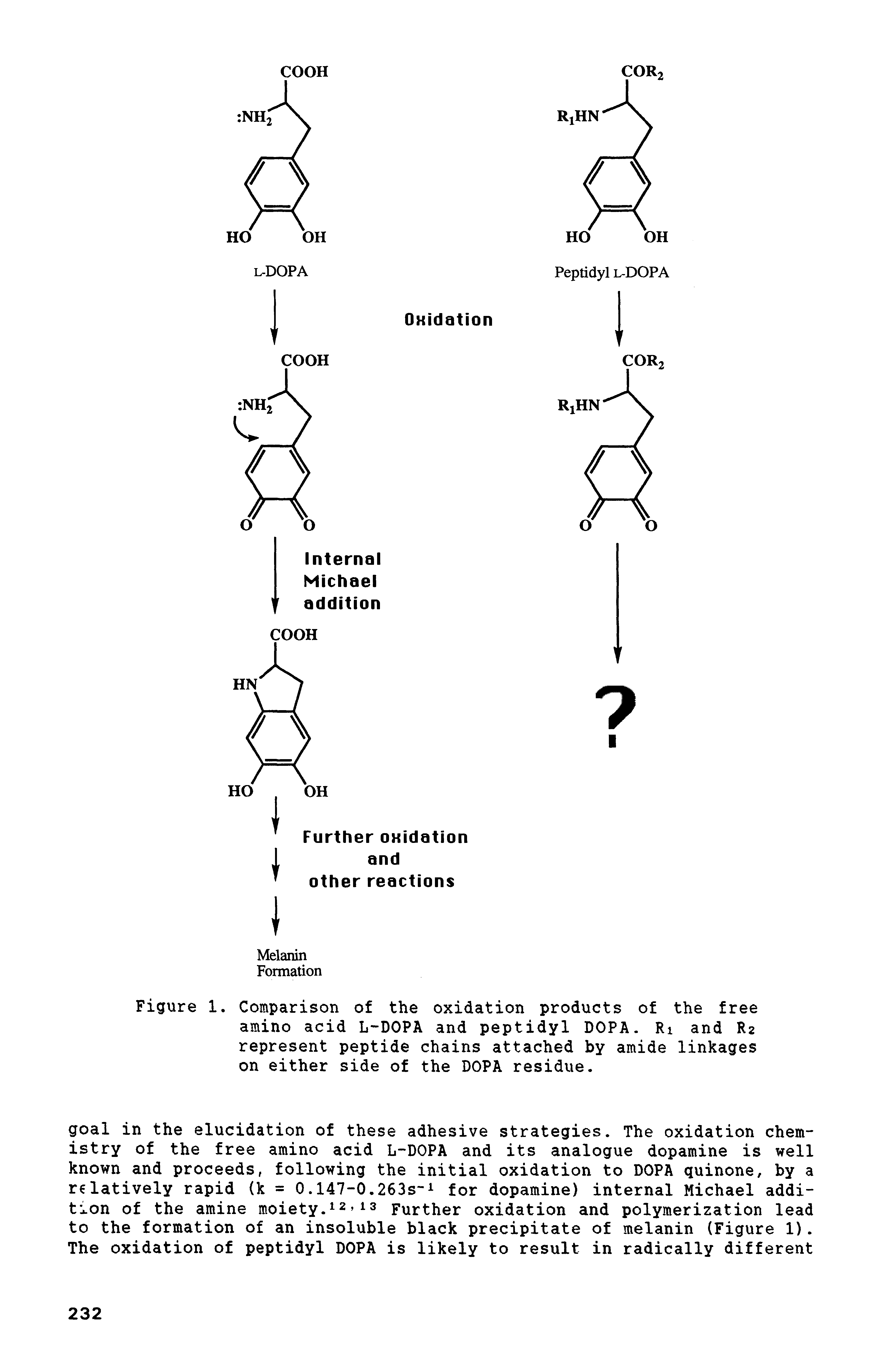 Figure 1. Comparison of the oxidation products of the free amino acid L-DOPA and peptidyl DOPA. Ri and R2 represent peptide chains attached by amide linkages on either side of the DOPA residue.