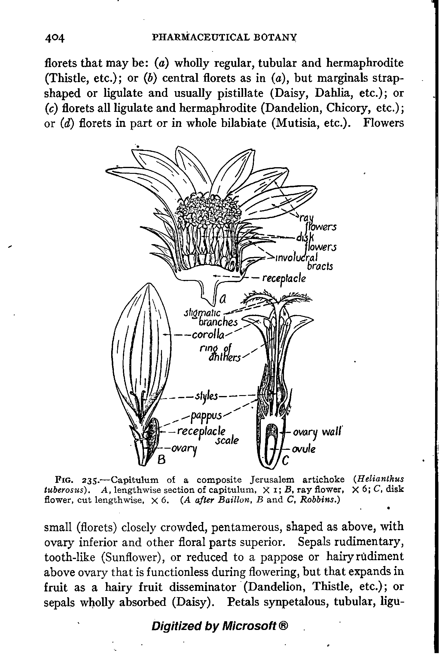 Fig. 235.-—Capitulum o a composite Jerusalem artichoke Helianlhus tuberosus). A, lengthwise section of capitulum, X i B. ray flower, X 6 C, disk flower, cut lengthwise, X 6. (A after Baillon, B and C, Robbins.)...