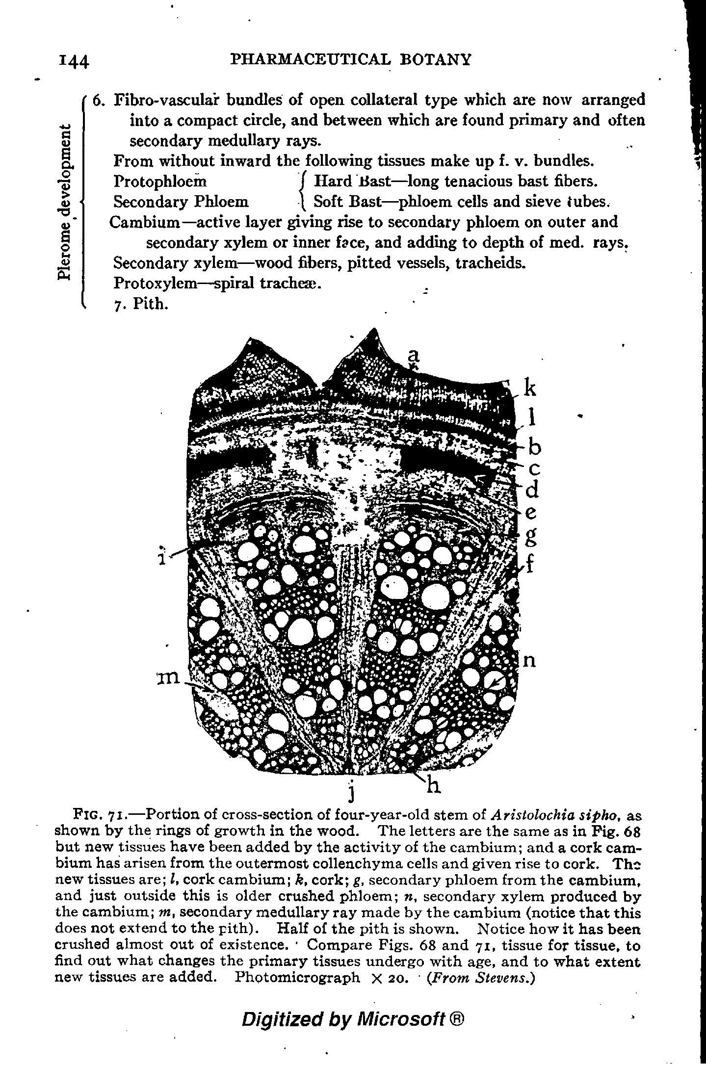 Fig. 71.—Portion of cross-section of four-year-old stem of Aristolochia sipho, as shown by the rings of growth in the wood. The letters are the same as in Pig. 68 but new tissues have been added by the activity of the cambium and a cork cambium has arisen from the outermost collenchyma cells and given rise to cork. The new tissues are I, cork cambium k, cork g, secondary phloem from the cambium, and just outside this is older crushed phloem , secondary xylem produced by the cambium m, secondary medullary ray made by the cambium (notice that this does not extend to the pith). Half of the pith is shown. Notice how it has been crushed almost out of existence. Compare Figs. 68 and 71, tissue for tissue, to find out what changes the primary tissues undergo with age, and to what extent new tissues are added. Photomicrograph x 20. (From Stevens.)...
